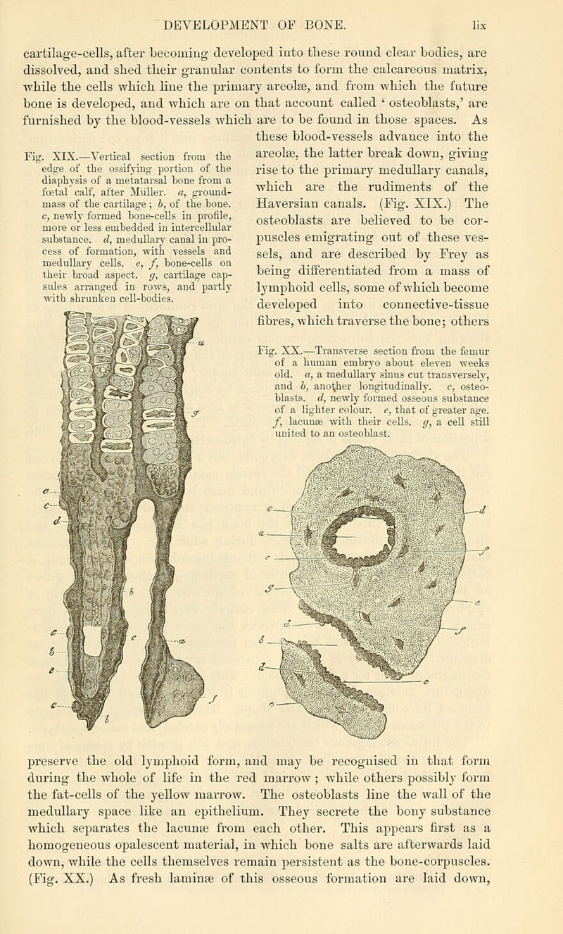 cartilage-cells, after becoming developed into these round clear bodies, are dissolved, and slied tlieir granular contents to form the calcareous matrix, while the cells vrhich line the primary areolae, and from which the future bone is developed, said which are on that account called ' osteoblasts,' are furnished by the blood-vessels which are to be found in those spaces. As these blood-vessels advance into the Fig. XIX.—Vertical section from the edge of the ossifying portion of the diaphysis of a metatarsal bone from a foetal calf, after Miiller. a, ground- mass of the cartilage ; b, of the bone, e, newly formed bone-cells in profile, more or less embedded in iutereellidar substance, d, medullary canal in pro- cess of formation, with vessels and medullary cells, e, f, bone-cells on their broad aspect. </, cartilage cap- sules arranged in rows, and partly with =li' mil il-bodies. areolse. the latter break down, giving rise to the primary medullary canals, which are the rudiments of the Haversian canals. (Fig. XIX.) The osteoblasts are believed to be cor- puscles emigrating out of these ves- sels, and are described by Frey as being differentiated from a mass of lymphoid cells, some of which become developed into connective-tissue fibres, which traverse the bone; others Fig. XX.—Transverse section from the femur of a human embryo about eleven weeks old. a, a medullary sinus cut transversely, and 6, another longitudinally. c, osteo- blasts, d, newly formed osseous substance of a lighter colour, e, that of greater age. /, lacunae with their cells, g, a cell still miited to an osteoblast. preserve the old lymphoid form, and may be recognised in that form during the whole of life in the red marrow ; while others possibly form the fat-cells of the yellow marrow. The osteoblasts line the wall of the medullary space like an epithelium. They secrete the bony substance which separates the lacunte from each other. This appears first as a homogeneous opalescent material, in which bone salts are afterwards laid down, while the cells themselves remain persistent as the bone-corpuscles. (Fig. XX.) As fresh laminse of this osseous formation are laid down,