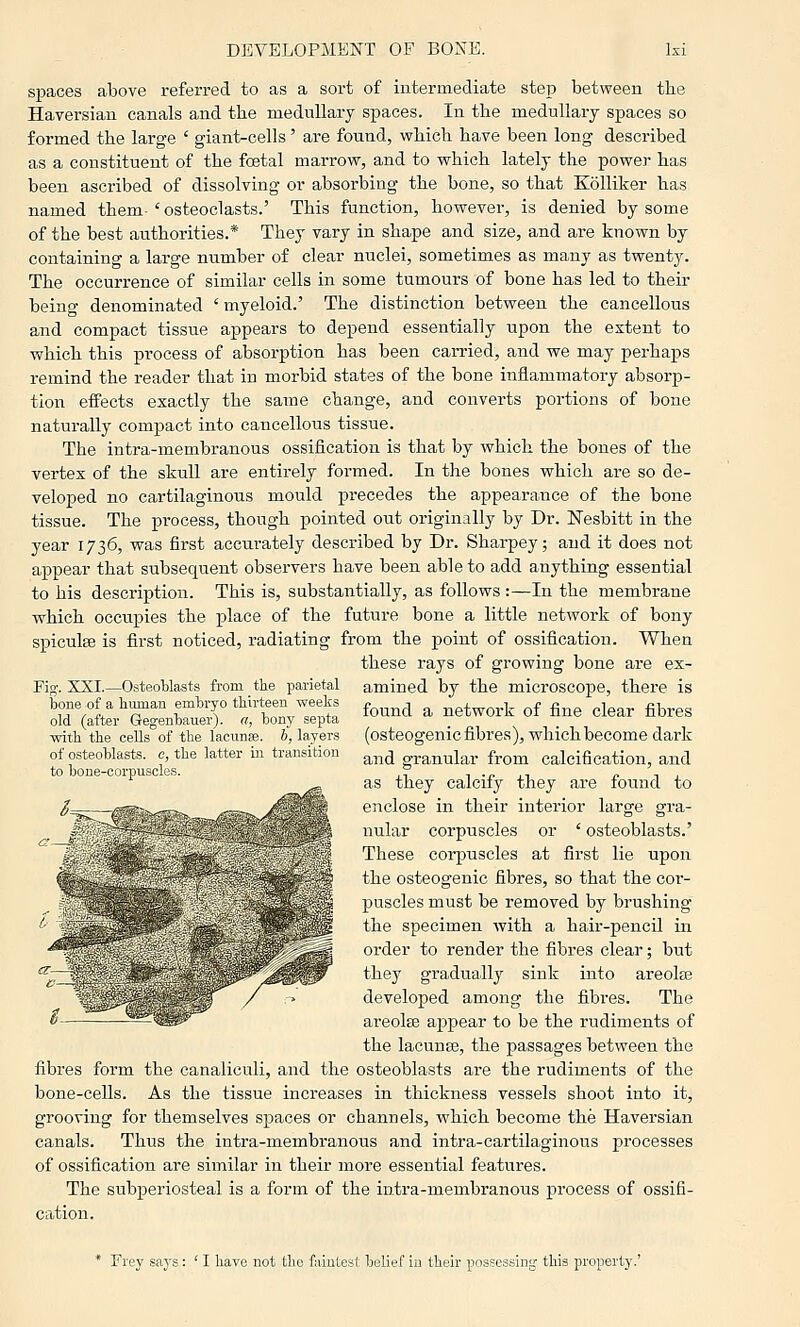 spaces above referred to as a sort of intermediate step between the Haversian canals and the medullary spaces. In the medullary spaces so formed the large ' giant-cells' are found, v^hich have been long described as a constituent of the foetal marrow, and to which lately the power has been ascribed of dissolving or absorbing the bone, so that KoUiker has named them- ' osteoclasts.' This function, however, is denied by some of the best authorities.* They vary in shape and size, and are known by containing a large number of clear nuclei, sometimes as many as twenty. The occurrence of similar cells in some tumours of bone has led to then- being denominated ' myeloid.' The distinction between the cancellous and compact tissue appears to depend essentially upon the extent to which this process of absorption has been carried, and we may perhaps remind the reader that in morbid states of the bone inflammatory absorp- tion effects exactly the same change, and converts portions of bone naturally compact into cancellous tissue. The intra-membranous ossification is that by which the bones of the vertex of the skull are entirely formed. In the bones which are so de- veloped no cartilaginous mould precedes the appearance of the bone tissue. The process, though pointed out originally by Dr. Nesbitt in the year 1736, was first accurately described by Dr. Sharpey; and it does not appear that subsequent observers have been able to add anything essential to his description. This is, substantially, as follows :—In the membrane which occupies the place of the future bone a little network of bony spiculEe is first noticed, radiating from the point of ossification. When these rays of growing bone are ex- Fig. XXI.—OsteoUasts from the parietal bone of a human embryo thirteen -weeks old (after Gegenbauer). a, bony septa with the cells of the lacunae, h, layers of osteoblasts, c, the latter in transition to bone-corpuscles. amined by the microscope, there is found a network of fine clear fibres (osteogenic fibres), which become dark and granular from calcification, and as they calcify they are found to enclose in their interior large gra- nular corpuscles or ' osteoblasts.' These corpuscles at first lie upon the osteogenic fibres, so that the cor- puscles must be removed by brushing the specimen with a hair-pencil in order to render the fibres clear; but they gradually sink into areolse developed among the fibres. The areolfe appear to be the rudiments of the lacunee, the passages between the fibres form the canaliculi, and the osteoblasts are the rudiments of the bone-cells. As the tissue increases in thickness vessels shoot into it, grooving for themselves spaces or channels, which become the Haversian canals. Thus the intra-membranous and intra-cartilaginous processes of ossification are similar in their more essential features. The subperiosteal is a form of the intra-membranous process of ossifi- cation. * Frey says: ' I have not the faintest belief in their possessing this property.'