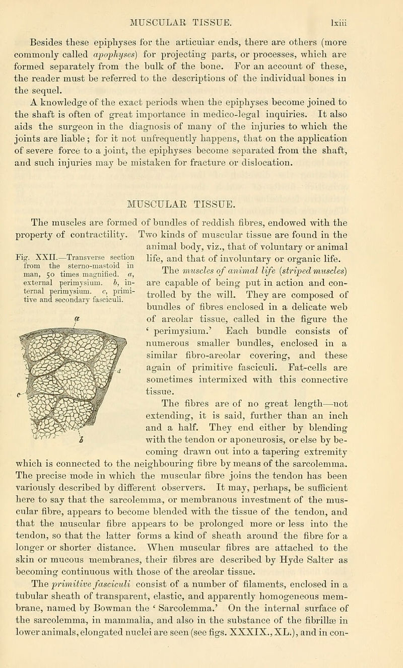 MUSCULAR TISSUE. Isiii Besides these epiphyses for the articular ends, there are others (more commonly called apophyses) for projecting parts, or processes, which are formed separately from the balk of the bone. For an account of these, the reader must be referred to the descriptions of the individual bones in the sequel. A knowledge of the exact periods when the epiphyses become joined to the shaft is often of great importance in medico-legal inquiries. It also aids the surgeon in the diagnosis of many of the injtiries to which the joints are liable; for it not unfrequently happens, that on the application of severe force to a joint, the epiphyses become sejiarated from the shaft, and such injuries may be mistaken for fracture or dislocation. MUSCULAR TISSUE. The muscles are formed of bundles of reddish fibres, endowed with the property of contractility. Two kinds of muscular tissue are found in the animal body, viz., that of voluntary or animal Fig, XXn.—Transverse section Hfe, and that of involuntary or organic life. from the sterno-mastoid in rj,, i j- • i tj- r _i ■ j 7 \ man, 50 times magnified, a, The muscles of ammal hfe {striped muscles) external perimysimn. b, in- are Capable of being put in action and con- ternal perimysiimi. c, primi- ^^.^^^^ . ^-^^ ^jjj_ rpj^ ^^^ composed of tive and secondary iascicuu. •' •' _ i- bundles of fibres enclosed in a delicate web ^ of areolar tissue, called in the figure the ' perimysium.' Each bundle consists of numerous smaller bundles, enclosed in a similar fibro-areolar covering, and these again of primitive fasciculi. Fat-cells are sometimes intermixed with this connective tissue. The fibres are of no great length—not extending, it is said, further than an inch and a half. They end either by blending with the tendon or aponeurosis, or else by be- coming drawn out into a tapering extremity which is connected to the neighbouring fibre by means of the sarcolemma. The precise mode in which the muscular fibre joins the tendon has been variously described by different observers. It may, perhaps, be sufficient here to say that the sarcolemma, or membranous investment of the mus- cular fibre, appears to become blended with the tissue of the tendon, and that the muscular fibre appears to be prolonged more or less into the tendon, so that the latter forms a kind of sheath around the fibre for a longer or shorter distance. When muscular fibres are attached to the skin or mucous membranes, their fibres are described by Hyde Salter as becoming continuous with those of the areolar tissue. The primitive fasciculi consist of a number of filaments, enclosed in a tubular sheath of transparent, elastic, and apparently homogeneous mem- brane, named by Bowman the ' Sarcolemma.' On the internal surface of the sarcolemma, in mammalia, and also in the substance of the fibrillte in lower animals, elongated nuclei are seen (see figs. XXXIX., XL.), and in con-