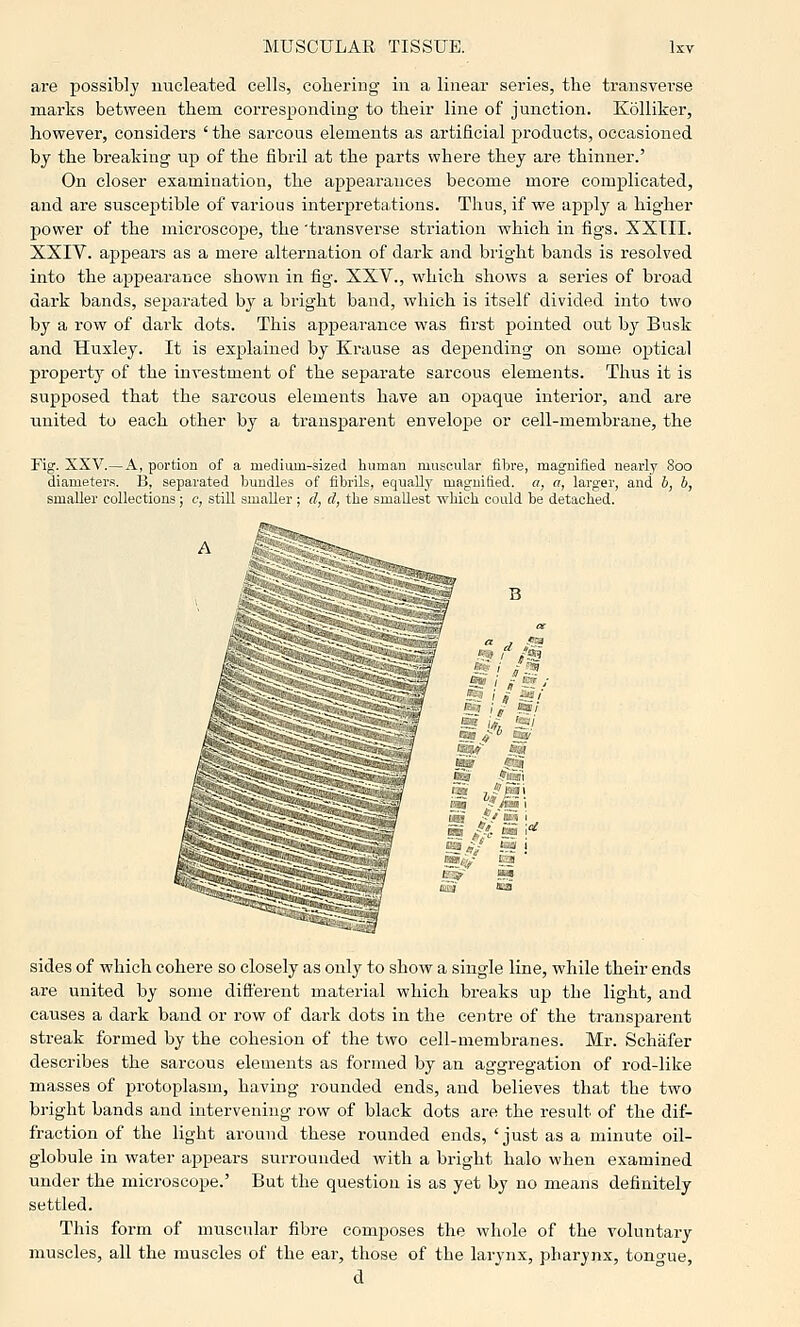 are possibly nucleated cells, cohering in a linear series, the transverse marks between them corresponding- to their line of junction. Kolliker, however, considers ' the sarcous elements as artificial products, occasioned by the breaking up of the fibril at the parts whei'e they are thinner.' On closer examination, the appearances become more complicated, and are susceptible of various interpretations. Thus, if we applj' a higher power of the microscope, the 'transverse striation which in figs. XXTII. XXIV. appears as a mere alternation of dark and bright bands is resolved into the appearance shown in fig. XXV., which shows a series of broad dark bands, separated by a bright band, which is itself divided into two by a row of dark dots. This appearance was first pointed out by Busk and Huxley. It is explained by Krause as depending on some optical property of the investment of the separate sarcous elements. Thus it is supposed that the sarcous elements have an opaque interior, and are united to each other by a transparent envelope or cell-membrane, the Fig. XXV.—A, portion of a medium-sized human muscular fibre, magnified nearly 800 diameters. B, separated bundles of fibrils, equallj' magnified, a, a, larger, and b, b, smaller collections; c, still smaller; d, d, the smallest which could be detached. sides of which cohere so closely as only to show a single line, while their ends are united by some different material which breaks up the light, and causes a dark band or row of dark dots in the centre of the transparent streak formed by the cohesion of the two cell-membranes. Mr. Schafer describes the sarcous elements as formed by an aggregation of rod-like masses of protoplasm, having rounded ends, and believes that the two bright bands and intervening row of black dots are the result of the dif- fraction of the light around these rounded ends, 'just as a minute oil- globule in water appears surrounded with a bright halo when examined under the microscope.' But the question is as yet by no means definitely settled. This form of muscular fibre composes the whole of the voluntary muscles, all the muscles of the ear, those of the larynx, pharynx, tongue, d