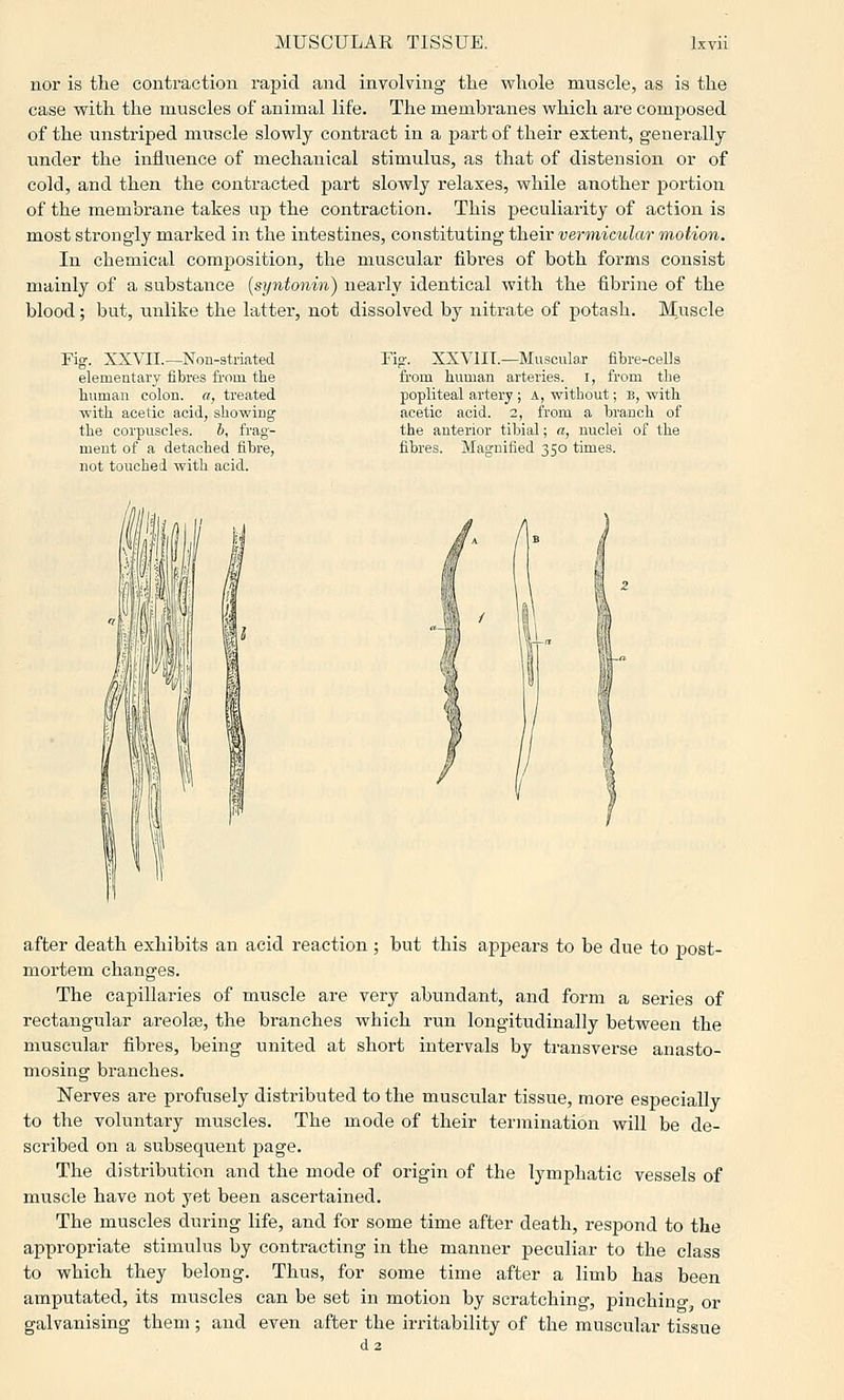 nor is the contraction rapid and involving tlie whole muscle, as is the case with the muscles of animal life. The membranes which are composed of the unstriped muscle slowly contract in a part of their extent, generally under the influence of mechanical stimulus, as that of distension or of cold, and then the contracted part slowly relaxes, while another portion of the membrane takes up the contraction. This peculiarity of action is most strongly marked in the intestines, constituting their vermicular motion. In chemical composition, the muscular fibres of both forms consist mainly of a substance {syntonin) nearly identical with the fibrine of the blood; but, unlike the latter, not dissolved by nitrate of potash. Muscle Fig. XXVII.—Non-striated elementary fibres from the human colon, a, treated with acetic acid, showing the corpuscles. b, frag- ment of a detached fihre, not touched with acid. Fig. XXVIIT.—Muscular fibre-cells from human arteries. I, from the popliteal artery ; A, without; B, with acetic acid. 2, from a branch of the anterior tibial; a, nuclei of the fibres. Magnified 350 times. after death exhibits an acid reaction ; but this apjDears to be due to post- mortem changes. The capillaries of muscle are very abundant, and form a series of rectangular areolae, the branches which run longitudinally between the muscular fibres, being united at short intervals by transverse anasto- mosing branches. Nerves are profusely distributed to the muscular tissue, more especially to the voluntary muscles. The mode of their termination will be de- scribed on a subsequent page. The distribution and the mode of origin of the lymphatic vessels of muscle have not yet been ascertained. The muscles during life, and for some time after death, respond to the appropriate stimulus by contracting in the manner peculiar to the class to which they belong. Thus, for some time after a limb has been amputated, its muscles can be set in motion by scratching, pinching^ or galvanising them; and even after the irritability of the muscular tissue d2