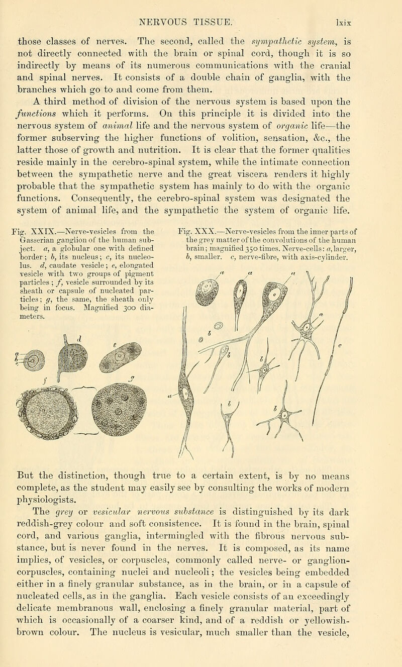 those classes of nerves. The second, called the itymfcdhetic system, is not directly connected with the brain or spinal cord, though it is so indirectly by means of its numerous communications with the cranial and spinal nerves. It consists of a double chain of ganglia, with the branches which go to and come from them. A third method of division of the nervous system is based upon the functions which it performs. On this principle it is divided into the nervous system of animal life and the nervous system of organic life—the former subserving the higher functions of volition, sensation, &c., the latter those of growth and nutrition. It is clear that the former qualities reside mainly in the cerebro-spinal system, while the intimate connection between the sympathetic nerve and the great viscera renders it highly probable that the sympathetic system has mainly to do with the organic functions. Conseqviently, the cerebro-spinal system was designated the system of animal life, and the sympathetic the system of organic life. Fig. XXIS.—Nerve-yesiclea from the Gasserian ganglion of the human sub- ject, a, a globular one with defined Ijoi'der; b, its nucleus; c, its nucleo- lus rf, caudate vesicle , e, elongated vesicle with two gioups of pigment paitides , /, \esicle suiiounded by it^ iheath oi capsule of nucleated pii- tides, q, the «:ame, the sheath onl> being m toeus Magmfaed 300 dn- meteis Fig. XXX.—Nerve-vesicles from the inner parts of the grey matter of the convolutions of the human brain; magnified 350 times. Nerve-cells: a, larger, 6, smaller, c, nerve-fibre, with axis-cylinder. But the distinction, though true to a certain extent, is by no means complete, as the student may easily see by consulting the works of modern physiologists. The cjrey or vesicular nervous substance is distinguished by its dark reddish-grey colour and soft consistence. It is found in the brain, spinal cord, and various ganglia, intermingled with the fibrous nervous sub- stance, but is never foitnd in the nerves. It is composed, as its name implies, of vesicles, or corpuscles, commonly called nerve- or ganglion- corpuscles, containing nuclei and nucleoli; the vesicles being embedded either in a finely granular substance, as in the brain, or in a capsule of nucleated cells, as in the ganglia. Each vesicle consists of an exceedingly delicate membranous wall, enclosing a finely granular material, part of which is occasionally of a coarser kind, and of a reddish or yellowish- brown colour. The nucleus is vesicular, much smaller than the vesicle,
