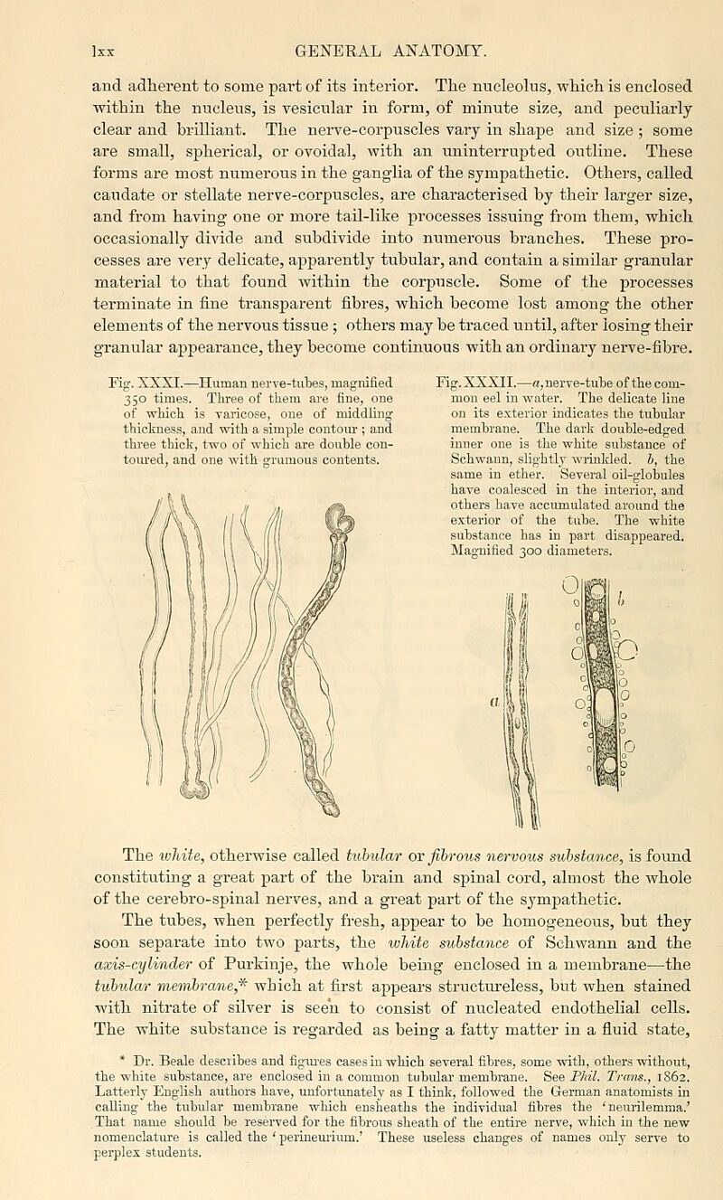 and adherent to some part of its interior. The nucleolus, which is enclosed within the nucleus, is vesicular in form, of minute size, and peculiarly clear and brilliant. The neiTe-corpuscles vary in shape and size ; some are small, spherical, or ovoidal, with an uninterrupted outline. These forms are most numerous in the ganglia of the sympathetic. Others, called caudate or stellate nerve-corpuscles, are characterised by their larger size, and from having one or more tail-like processes issuing from them, which occasionally divide and subdivide into numerous branches. These pro- cesses are very delicate, apparently tubular, and contain a similar granular material to that found within the corpuscle. Some of the processes terminate in fine transparent fibres, which become lost among the other elements of the nervoiis tissue; others may be traced until, after losing their granular appearance, they become continuous with an ordinary nerve-fibre. Pig, XXXI.—Human nerve-tuljes, magnified 350 times. Three of tliem are fine, one of which is varicose, one of middling thickness, and with a simple contour ; and three thick, two of which are double con- tom'ed, and one with grumous contents. Fig. XXXII.—«, nerve-tube of the com- mon eel in water. The delicate line on its exterior indicates the tubular membrane. The dark double-edged inner one is the white substance of Schwann, slightly wi-inliled. b, the same in ether. Several oil-globules have coalesced in the interior, and others have accumulated around the exterior of the tube. The white substance has in part disappeared. Magnified 300 diameters. The ivhite, otherwise called tubular or fibrous yiervous substance, is found constituting a great pai't of the brain and spinal cord, almost the whole of the cerebro-spinal nerves, and a great part of the sympathetic. The tubes, when perfectly fresh, appear to be homogeneous, but they soon separate into two parts, the white substance of Schwann and the axis-cylinder of Purkinje, the whole being enclosed in a membrane—the tubular membrane* which at first appears structureless, but when stained with nitrate of silver is seen to consist of nucleated endothelial cells. The white substance is regarded as being a fatty matter in a fluid state, * Dr. Beale describes and figm-es cases in which several fibres, some with, others without, the white substance, are enclosed in a common tubular membrane. See P/iil. Trans., 1862. Latterly English authors have, unfortunately as I think, followed the German anatomists iu calling the tubular membrane which ensheaths the individual fibres the 'neurilemma.' That name should be reserved for the fibrous sheath of the entire nerve, which in the new nomenclatiu'e is called the ' perinemium.' These useless changes of names only serve to pei'plex students.