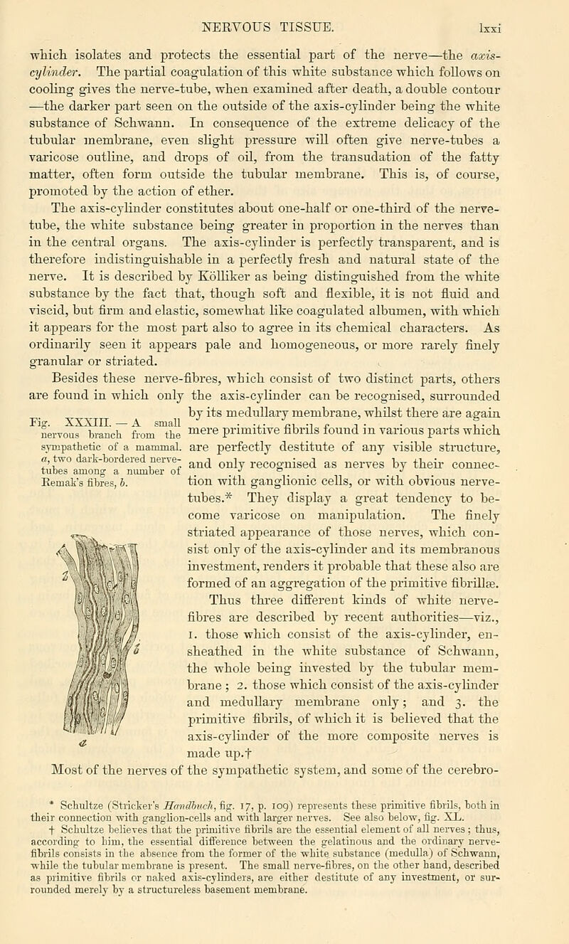 whicli isolates and protects the essential part of the nerve—the axis- cylinder. The partial coagulation of this white substance which follows on cooling gives the nerve-tube, when examined after death, a double contour —the darker jjart seen on the outside of the axis-cylinder being the white substance of Schwann. In consequence of the extreme delicacy of the tubular membrane, even slight pressure will often give nerve-tubes a varicose outlme, and drops of oil, from the transudation of the fatty matter, often form outside the tubular membrane. This is, of course, promoted by the action of ether. The axis-cylinder constitutes about one-half or one-third of the nerve- tube, the white substance being greater in proportion in the nerves than in the central organs. The axis-cjdinder is perfectly transparent, and is therefore indistinguishable in a perfectly fresh and natural state of the nerve. It is described by Kolliker as being distinguished from the white substance by the fact that, though soft and flexible, it is not fluid and viscid, but firm and elastic, somewhat like coagulated albumen, with which it appears for the most part also to agree in its chemical characters. As ordinarily seen it appears pale and homogeneous, or more rarely finely granular or striated. Besides these nerve-fibres, which consist of two distinct parts, others are found in which only the axis-cylinder can be recognised, surrounded by its medullary membrane, whdst there are again Fi-. XXXin. — A small • -x- J2i -n i> t • • i i • i nei-Tous branch from the ^^^^'^ pi'imitive fibrils found 1 n various parts which sympathetic of a mammal, are perfectly destitute of any visible structure, «, two dark-bordered nerve- ^^^ only recognised as nerves by theii- connec- tubes among a number of . . ■' ^ . . . ■' Eemak's fibres, b. tion with ganglionic cells, or with obvious nerve- tubes.* They display a great tendency to be- come varicose on manipulation. The finely .^^ striated appearance of those nerves, which con- /\ ' I sist only of the axis-cylinder and its membranous ^ 1 investment, renders it probable that these also are , formed of an aggregation of the primitive fibrillae. Thus three different kinds of white nerve- fibres are described by recent authorities—viz., I. those which consist of the axis-cylinder, en- sheathed in the white substance of Schwann, the whole being iiivested by the tubular mem- ///' / ,[) \ brane; 2. those which consist of the axis-cylinder 'ii'^'-- 1 and medullary membrane only; and 3. the primitive fibrils, of which it is believed that the axis-cylinder of the more composite nerves is made up.f Most of the nerves of the sympathetic system, and some of the cerebro- * Schultze (Strieker's Hmidhuch, fig. 17, p. 109) represents these primitive fibrils, both in their connection with ganglion-cells and with larger nerves. See also below, fig. XL. t Schultze believes that the primitive fibrils are the essential element of all nerves; thus, according to him, the essential difference between the gelatinous and the ordinary nerve- fibrils consists in the absence from the former of the white substance (medidla) of Schwann, while the tubular membrane is present. The small nerve-fibres, on the other hand, described as primitive fibrils or naked axis-cylinders, are either destitute of any investment, or sur- rounded merely by a structureless basement membrane. (Ik