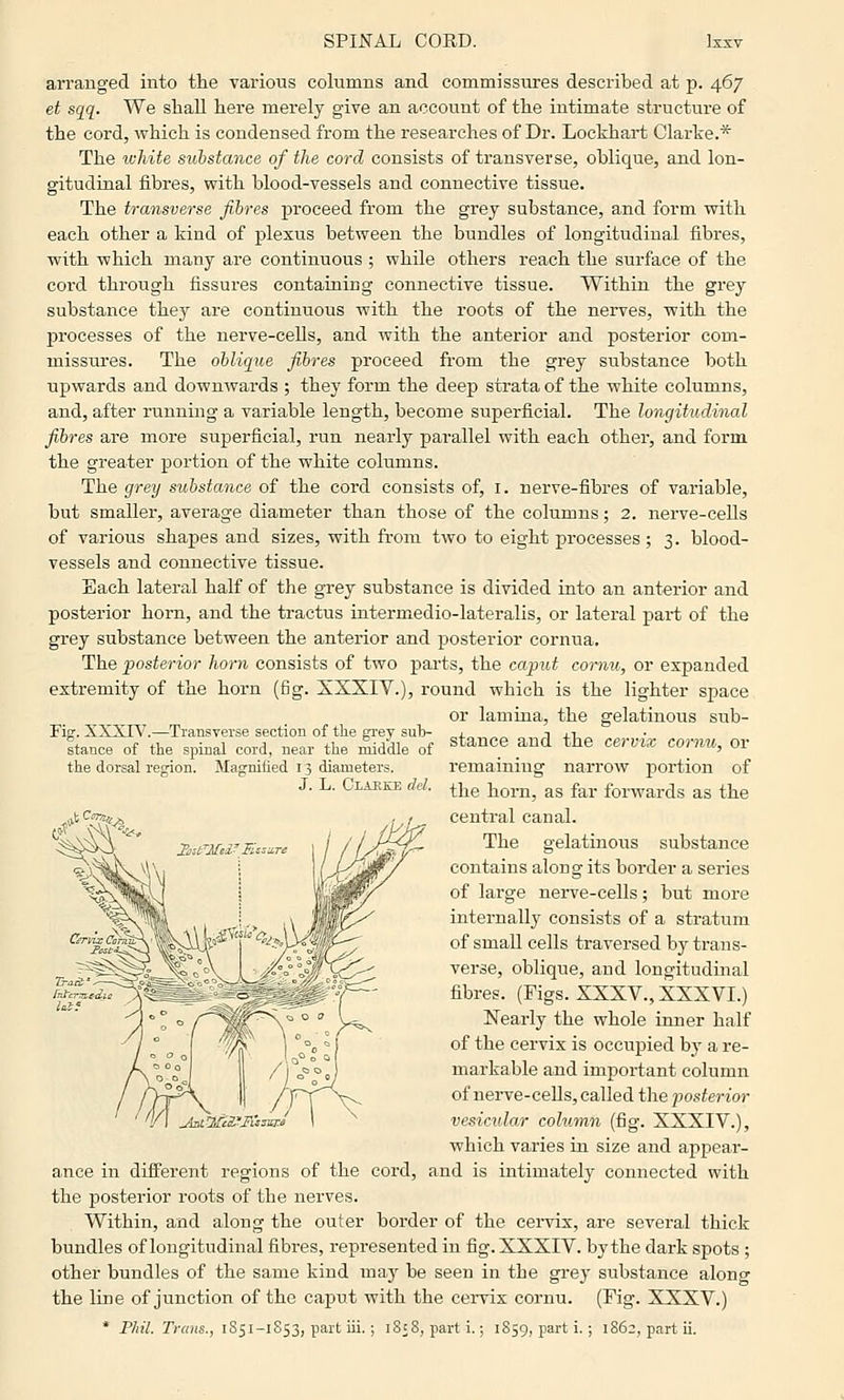 SPIRAL CORD. Ixsv arranged into tlie various columns and commissures described at p. 467 et sqq. We shall here merely give an account of the intimate structure of the cord, which is condensed from the researches of Dr. Lockhart Clarke.* The white substance of the cord consists of transverse, oblique, and lon- gitudinal fibres, with blood-vessels and connective tissue. The transverse fibres proceed from the grey substance, and form with each other a kind of plexus between the bundles of longitudinal fibres, with which many are continuous ; while others reach the surface of the cord through fissures containiug connective tissue. Within the grey substance they are continuous with the roots of the nerves, with the processes of the nerve-cells, and with the anterior and posterior com- missures. The oblique fibres proceed from the grey substance both upwards and downwards ; they form the deep strata of the white columns, and, after running a variable length, become superficial. The longitudinal fibres are more superficial, run nearly parallel with each other, and form the greater portion of the white columns. The grey substance of the cord consists of, i. nerve-fibres of variable, but smaller, average diameter than those of the columns; 2. nerve-cells of various shapes and sizes, with from two to eight processes; 3. blood- vessels and connective tissue. Each lateral half of the grey substance is divided into an anterior and posterior horn, and the tractus intermedio-lateralis, or lateral part of the grey substance between the anterior and posterior cornua. The posterior horn consists of two pai'ts, the caput cornu, or expanded extremity of the horn (fig. XXXIV.), round which is the lighter space or lamina, the gelatinous sub- Fig. XXXIV.—Transverse section of the grey sul> stance of the spinal cord, near the middle of the dorsal region. Magnified 13 diameters. J. L. Clarke del. stance and the cervix cornu, remaining narrow portion of JiCmi^ the horn, as far forwards as the central canal. The gelatinoits substance contains along its border a series of large nerve-cells; but more internally consists of a stratum of small cells traversed by trans- verse, oblique, and longitudinal fibres. (Figs. XXXV., XXXVI.) Nearly the whole inner half of the cervix is occupied bj' a re- markable and important column of nerve-cells, called the i^osterior vesicular column (fig. XXXIV.), which varies in size and appear- ance in different regions of the cord, and is intimately connected with the posterior roots of the nerves. Within, and along the outer border of the cendx, are several thick bundles of longitudinal fibres, represented in fig. XXXIV. by the dark spots ; other bundles of the same kind maj^ be seen in the grey substance along the line of junction of the caput with the cervix cornu. (Fig. XXXV.)