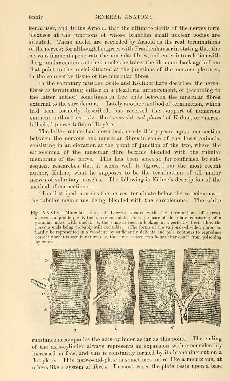 kenliiiuser, and Julius Arnold, that the ultimate fibi-ils of the nerves form plexuses at the junctions of whose branches small nuclear bodies are situated. These nuclei are regarded by Arnold as the real terminations of the nerves; for although he agrees with Frankenhauserin stating that the nervous filaments penetrate the muscular fibres, and enter into relation with the granular contents of their nuclei, he traces the filaments back again from that point to the nuclei situated at the junctions of the nervous plexuses, in the connective tissue of the muscular fibres. In the voluntary muscles Beale and Kolliker have described the nerve- fibres as terminating either in a plexiform arrangement, or (according to the latter author) sometimes in free ends between the muscular fibres external to the sarcolemma. Latel}^ another method of termination, which had been formerly described, has received the support of numerous eminent authorities—viz., the ' 'motorial end-plates' of Kiihne, or ' nerve- hillocks ' (nerve-tufts) of Doyere. The latter author had described, nearly thirty years ago, a connection between the nervous and muscular fibres in some of the lower animals, consisting in an elevation at the point of junction of the two, whei-e the sarcolemma of the muscular fibre became blended with the tubular membrane of the nerve. This has been since so far confirmed by sub- sequent researches that it seems well to figure, from the most recent author, Kiihne, what he supposes to be the termination of all motor nerves of voluntary muscles. The following is Kiihne's description of the method of connection :— ' In all striped muscles the nerves tei'minate below the sarcolemma— the tubular membrane being blended with the sarcolemma. The white Fig. XXXIX.—Muscular fibres of Lacerta viridis with tlie terminations of nerves. a, seen in profile ; p p, the nerve-end-plates ; s s, the base of the plate, consisting of a granular mass with nuclei, b, the same as seen in looking at a perfectly fresh fibre, the nervous ends being probably still excitable. (The forms of the variously-divided plate can hardly be represented in a woodcut by sufficiently delicate and pale contours to reproduce correctly what is seen in nature.) c, the same as seen two hours after death from poisoning bj cuiaie substance accompanies ihe axis-cylinder as far as this point. The ending of the axis-cylinder always represents an expansion with a considerably increased surface, and this is constantly formed by its branching out on a flat plate. This nerve-end-plate is sometimes more like a membrane, at others like a system of fibres. In most cases the plate rests upon a base
