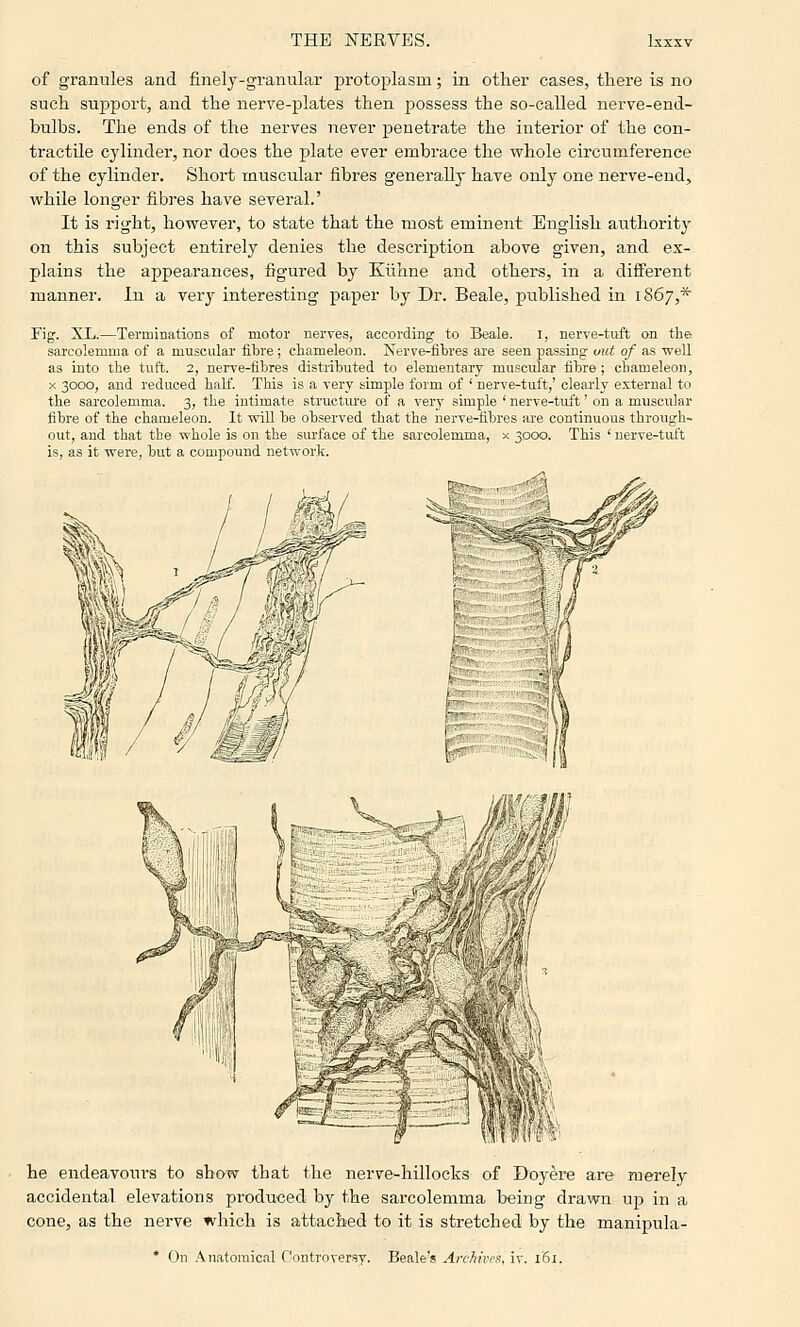 of granules and finely-granular protoplasm; in other cases, there is no such support, and the nerve-plates then possess the so-called nerve-end- bulbs. The ends of the nerves never penetrate the interior of the con- tractile cylinder, nor does the plate ever embrace the whole circumference of the cylinder. Short muscular fibres generally have only one nerve-end, while longer fibres have several.' It is right, however, to state that the most eminent English authority on this subject entirely denies the desci-iption above given, and ex- plains the appearances, figured by Kiihne and others, in a different manner. In a very interesting paper by Dr. Beale, published in 1867,* Fig. XL.—Terminations of motor nerves, according to Beale. I, nerve-tuft on the sarcolemma of a muscular fibre; chameleon. Kerve-flbres are seen passing uut of as Tvell as into the tuft. 2, nerve-fibres distributed to elementary muscular fibre ; chameleon, X 3000, and reduced half. Tliis is a very simple form of ' nerve-tuft,' clearl3' external to the sarcolemma. 3, the intimate structure of a very simple ' nerve-tuft' on a muscular fibre of the chameleon. It will be observed that the nerve-fibres are continuous through- out, and that the whole is on the siu'face of the sarcolemma, x 3000. This ' uerve-tuft is, as it were, but a compound network. he endeavours to show that the nerve-hillocks of Doyere are merely accidental elevations produced by the sarcolemma being drawn up in a cone, as the nerve which is attached to it is stretched by the manipula-