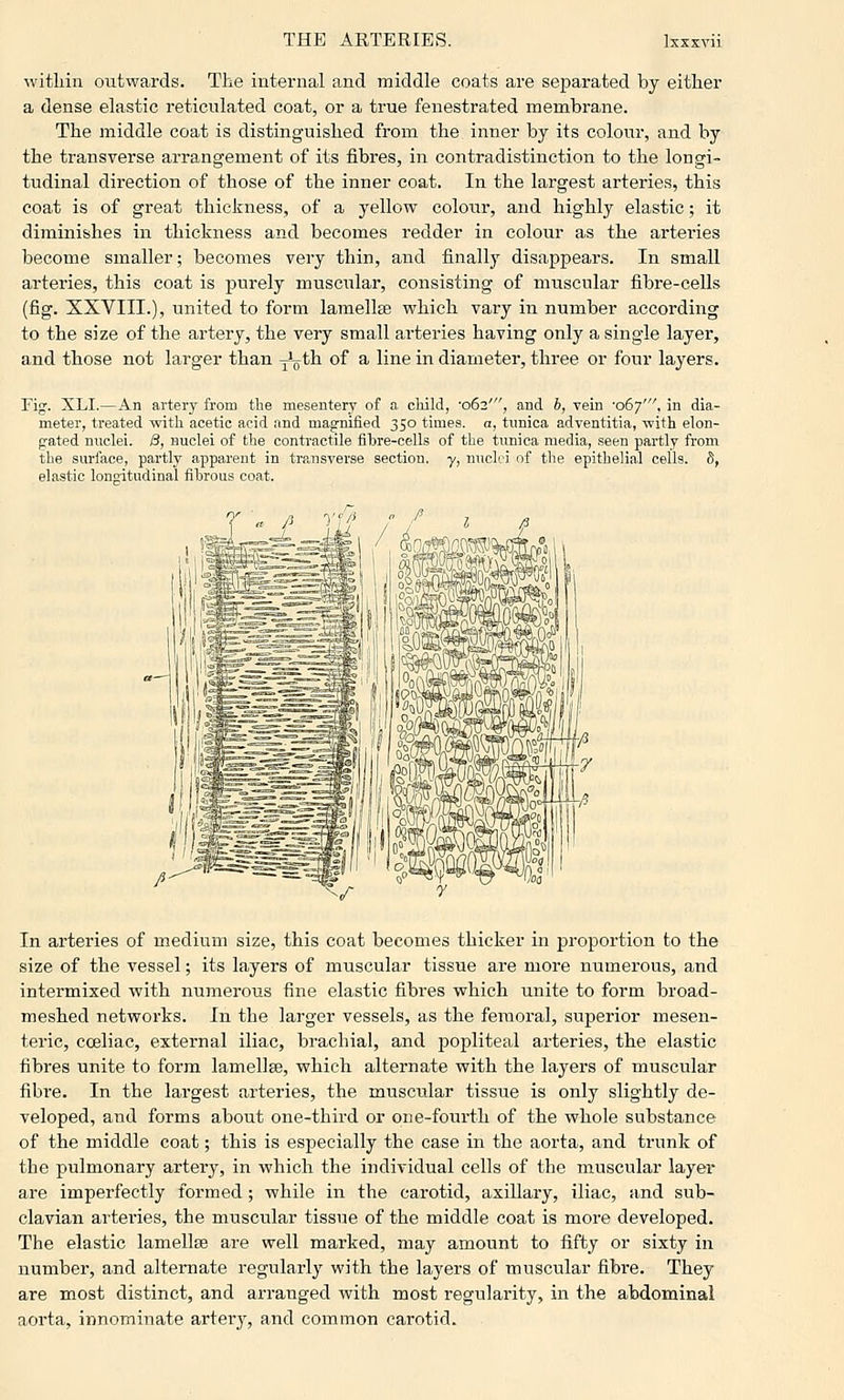 within outwards. The internal and middle coats are separated by either a dense elastic reticulated coat, or a true fenestrated membrane. The middle coat is distinguished from the inner by its colour, and by the transverse arrangement of its fibres, in contradistinction to the longi- tudinal direction of those of the inner coat. In the largest arteries, this coat is of great thickness, of a yellow colour, and highly elastic; it diminishes in thickness and becomes redder in colour as the arteries become smaller; becomes very thin, and finally disappears. In small arteries, this coat is purely muscular, consisting of muscular fibre-cells (fig. XXVIII.), united to form lamellte which vary in number according to the size of the artery, the very small arteries having only a single layer, and those not larger than xV*^ ^f a line in diameter, three or four layers. Fig. XLI.—An artery from the mesentery of a child, 062', and 6, vein •067', in dia- meter, treated with acetic acid nnd magnified 350 times, a, tunica adventitia, with elon- gated nuclei. 8, nuclei of the contractile fibre-cells of the tunica media, seen partly from i;he surface, partly apparent in transverse section, y, nuclei of the epithelial cells. 8, elastic longitudinal fibrous coat. ^z- In arteries of medium size, this coat becomes thicker in proportion to the size of the vessel; its layers of muscular tissue are more numerous, and intermixed with numerous fine elastic fibres which unite to form broad- meshed networks. In the larger vessels, as the femoral, superior mesen- teric, cceliac, external iliac, brachial, and popliteal arteries, the elastic fibres unite to form lamellae, which alternate with the layers of muscular fibre. In the largest arteries, the muscular tissue is only slightly de- veloped, and forms about one-third or one-fourth of the whole substance of the middle coat; this is especially the case in the aorta, and trunk of the pulmonary artery, in which the individual cells of the muscular layer are imperfectly formed; while in the carotid, axillary, iliac, and sub- clavian arteries, the muscular tissue of the middle coat is more developed. The elastic lamellae are well marked, may amount to fifty or sixty in number, and alternate regularly with the layers of muscular fibre. They are most distinct, and arranged with most regularity, in the abdominal aorta, innominate artery, and common carotid.