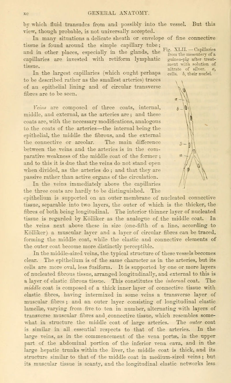 CtE^'ekal axato:mt. J.-1 p Fig. XLII. — Capillaries from the mesenteiy of a guinea-pig after treat- ment ■vfitii solution of nitrate of silver. a, cells. 6, their nudei. bv whiet fluid transudes from and possibly into the vessel. But this view, though probable, is not universallr accepted. In manv situations a delicate sheath or envelope of fine connective tissue is found around the simple capillary tube; and in other places, especially in the gland capillaries are invested -nith retiform lymphatic tissue. In the largest capillaries (which ought perhaps to be described rather as the smallest arteries) traces of an epithelial lining and of circular transverse fibres are to be seen. le!/)^ are composed of three coats, internal, middle, and external, as the arteries are: and these coats are, with the necessary modifications, analogous to the coats of the arteries—the internal being the epithelial, the middle the fibrous, and the external the connective or areolar. The main difference between the veins and the arteries is in the com- parative weakness of the middle coat of the former : and to this it is due that the veins do not stand open when divided, as the arteries do : and that they are passive rather than active organs of the circulation. In the veins immediately above the capillaries the three coats are hardly to be distinguished. The epithelium is supported on an outer membrane of nucleated connective tissue, separable into two layers, the out«r of which is the thicker, the fibres of both being longitudinal. The interior thinner layer of nucleated tissue is regarded by KoUiker as the analogue of_ the middle coat. In the veins next above these in size (one-fifth of a line, according to Eolliker) a muscular layer and a layer of circular fibres can be traced, forming the middle coat, while the elastic and connective elements of the outer coat become more distinctly perceptible. In the middle-sized veins, the typical structm-e of these vessels becomes clear. The epithelium is of the same character as in the arteries, but its cells are more ovaL less fusiform. It is supported by one or more layers of nucleated fibrous tissue, arranged longitudinally, and external to this is a layer of elastic fibrous tissue. This constitutes the inte-mal coat. The middle coat is composed of a thick inner layer of connective tissue with elastic fibres, having intermixed in some veins a transverse layer of muscular fibres; and an outer layer consisting of longitudinal elastic lamellae, varying from five to ten in number, alternating with layers of transverse muscular fibres and connective tissue, which resembles some- what in structure the middle coat of large arteries. The ouier coat is similar in all essential respects to that of the arteries. In the large veins, as in the commencement of the vena portBe, in the upper part of the abdominal portion of the inferior vena cava, and in the large hepatic trunks within the liver, the middle coat is thick, and its structure similar to that of the middle coat in medium-sized veins; but its muscular tissue is scantv. and the lonsitudinal elastic networks less
