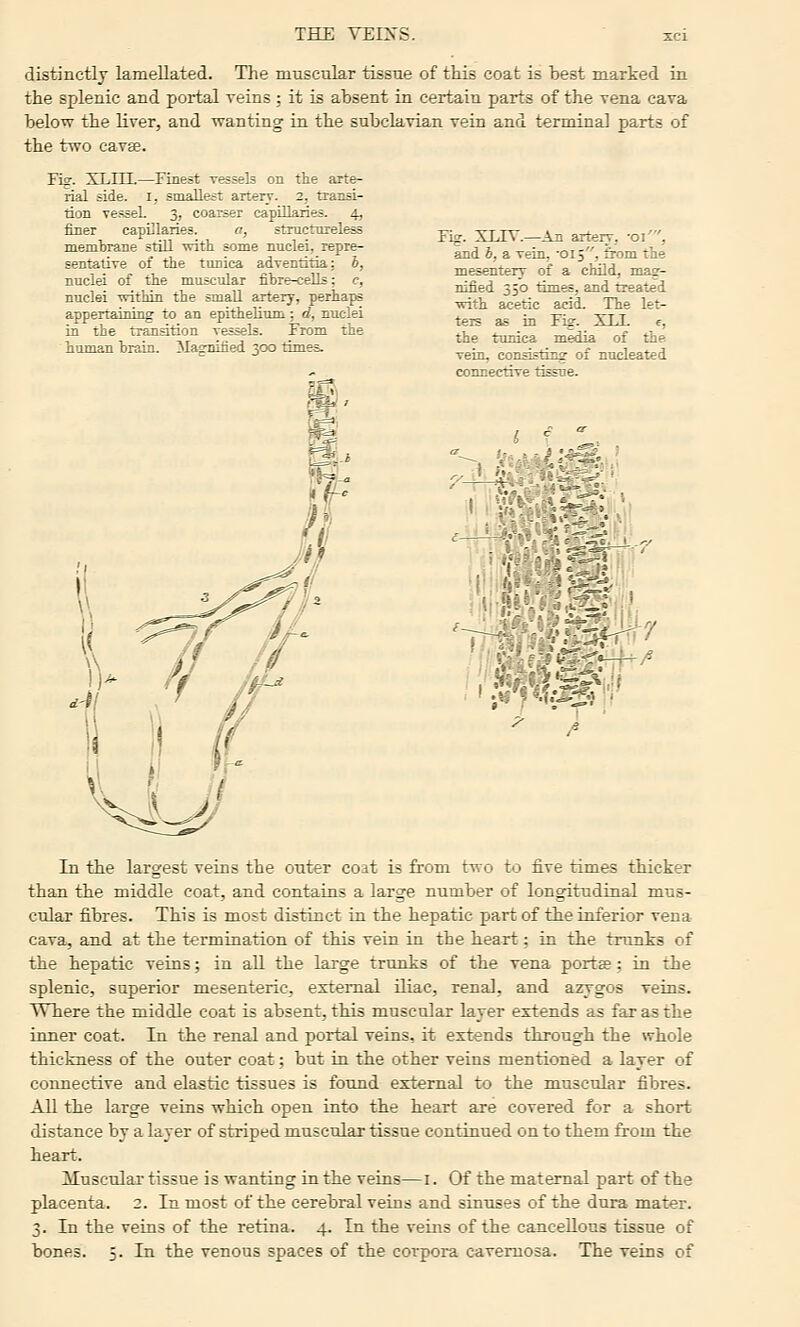 distinctly lamellated. The muscTilar tissue of this coat is best marked in the splenic and portal veins; it is ahsent in certain parts of the vena cava below the liver, and wanting in the subclavian vein and terminal parts of the two cavge. Fig. XLIIL—Finest vessels on the arte- rial side. I, smallest artery. 2, transi- tion TesseL 3, coarser capillaries. 4, finer capillaries. a, structorelea membrane still ■svitli some nuclei, repre- sentative of the tunica adventitia: h, nuclei of the muscular fibre-cells; c, nuclei •svithin the small artery, perhaps appertaining to an epithelium; d, nuclei in the transition vessels. From the human brain. Magnified 300 times. Fig. XUV.—An artery, •01', and h, a vein, 'Oij, from the mesentery of a child, mi- nified 350 times, and treated ■with acetic acid. The let- ters as in F%. XT.T. e, the tunica media of the vein, consisting of nucleated connective tissue. In the largest veins the outer coat is from two to five times thicker than the middle coat, and contains a large number of longitudinal mus- cular fibres. This is most distinct in the hepatic part of the inferior vena cava, and at the termination of this vein in the heart; in the trunks of the hepatic veins; in all the large trunks of the vena portee; in the splenic, superior mesenteric, external iliac, renal, and azygos veins. Where the middle coat is absent, this muscular layer extends as far as the inner coat. In the renal and portal veins, it extends through the whole thickness of the outer coat; but in the other veins mentioned a layer of connective and elastic tissues is found external to the muscular fibres. All the large veins which open into the heart are covered for a short distance by a layer of striped muscular tissue continued on to them from the heart. Muscular tissue is wanting in the veins—i. Of the maternal part of the placenta. 2. Inmost of the cerebral veins and sinuses of the dura mater. 3. In the veins of the retina. 4. In the veins of the cancellous tissue of bones. 5. In the venous spaces of the corpora cavernosa. The veins of