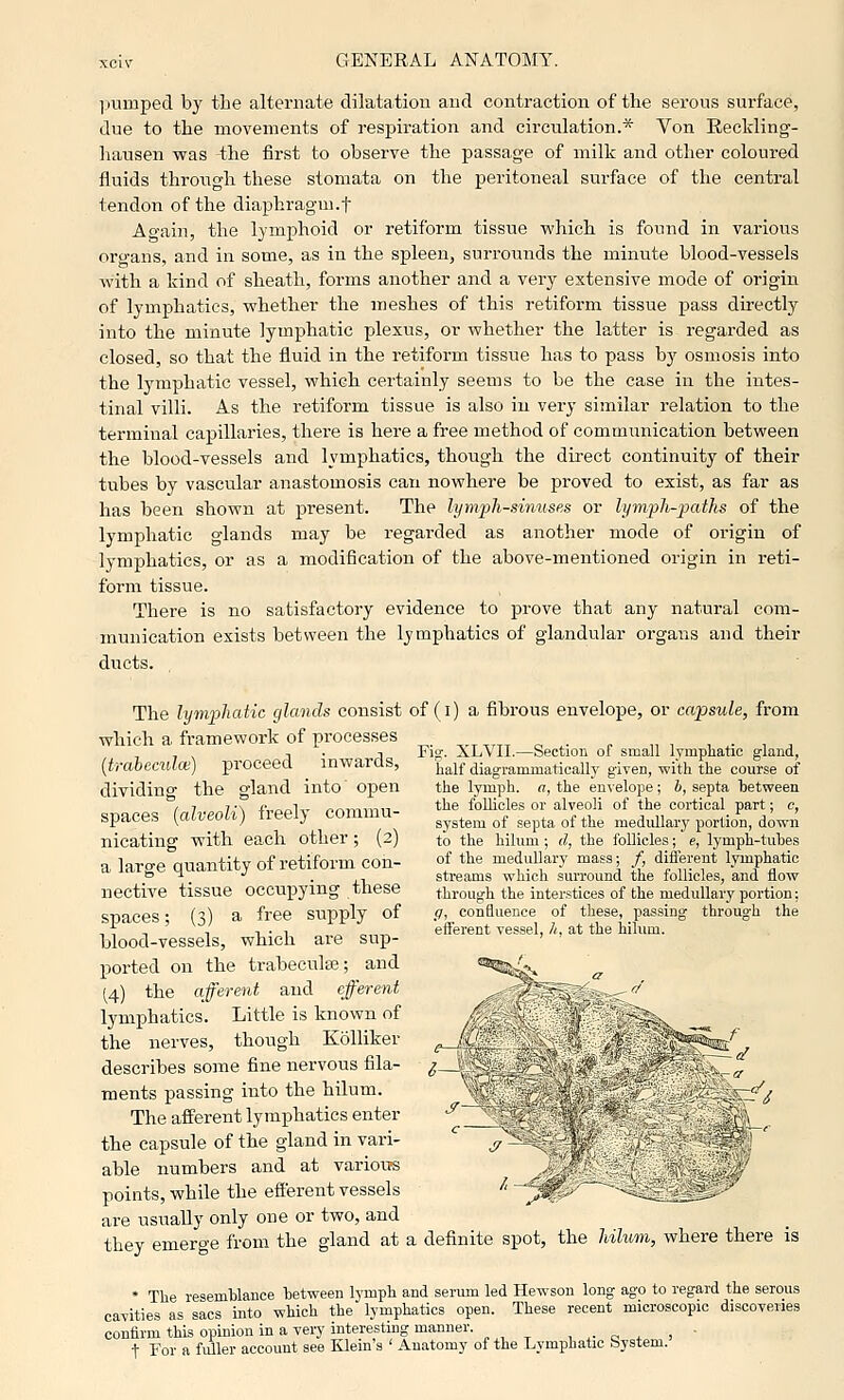 1 lumped by the alternate dilatation and contraction of the serous surface, due to the movements of respiration and circulation.* Von Eeckling- liausen was the first to observe the passage of milk and other coloured fluids through these stomata on the peritoneal surface of the central tendon of the diaphragm.f Ao-ain, the lymphoid or retiform tissue which is found in various oro-ans, and in some, as in the spleen, surrounds the minute blood-vessels with a kind of sheath, forms another and a very extensive mode of origin of lymphatics, whether the meshes of this retiform tissue pass directly into the minute lymphatic plexus, or whether the latter is regarded as closed, so that the fluid in the retiform tissue has to pass by osmosis into the lymphatic vessel, which certainly seems to be the case in the intes- tinal villi. As the retiform tissue is also in very similar relation to the terminal caj)illaries, there is here a free method of communication between the blood-vessels and lymphatics, though the direct continuity of their tubes by vascular anastomosis can nowhere be proved to exist, as far as has been shown at present. The lym'pli-sinuses or lymjjh-jjctths of the lymphatic glands may be regarded as another mode of origin of lymphatics, or as a modification of the above-mentioned origin in reti- form tissue. There is no satisfactoiy evidence to prove that any natural com- munication exists between the lymphatics of glandular organs and their ducts. The lymphatic glands consist of (i) a fibrous envelope, or capsule, from which a framework of processes w i ^ , . -1 Fig. XLVII.—Section oi small Ivmpliatic gland, {trabeciUce) proceed ^ inwaras, j^^j^ diagi-ammatically given, with the course of dividino- the gland into' open the lymph, n, the envelope; 6, septa between / 7 7-\ A,^„l,. ^^-.-.Tmn the folUcles 01'alveoH of the cortical part; c, spaces {alveoh) iieeli COmmu- gy^tem of .septa of the medullary portion, down nicating with each other ; (2) to the hilum; d, the follicles; e, lymph-tubes a large quantity of retiform con- of the meduUary mass; /, difl^rent lymphatic •= ^ •' -J.! streams which surround the follicles, and flow nective tissue occupying these through the interstices of the medullary portion; StJaces • (^) a free supply of .</, confluence of these, passing through the ,,,', ,., „„ efferent vessel, /i, at the hilum. blood-vessels, which are sup- ported on the trabeculse; and (4) the afferent and efferent lymphatics. Little is known of the nerves, though Kolliker ^i describes some fine nervous fila- ^— ments passing into the hilum. The afferent lymphatics enter ^ the capsule of the gland in vari- ^ y -^ able numbers and at variotrs ^T points, while the efferent vessels ^' ^^^*, are usually only one or two, and they emerge from the gland at a definite spot, the hilum, where there is * The resemblance between lymph and serum led Hewson long ago to regard the serous cavities as sacs into which the lymphatics open. These recent microscopic discoveries confirm this opinion in a very interesting manner. , .. c. ^ . ■ t For a fuller account see Klein's ' Auatomy of the Lymphatic bystem.