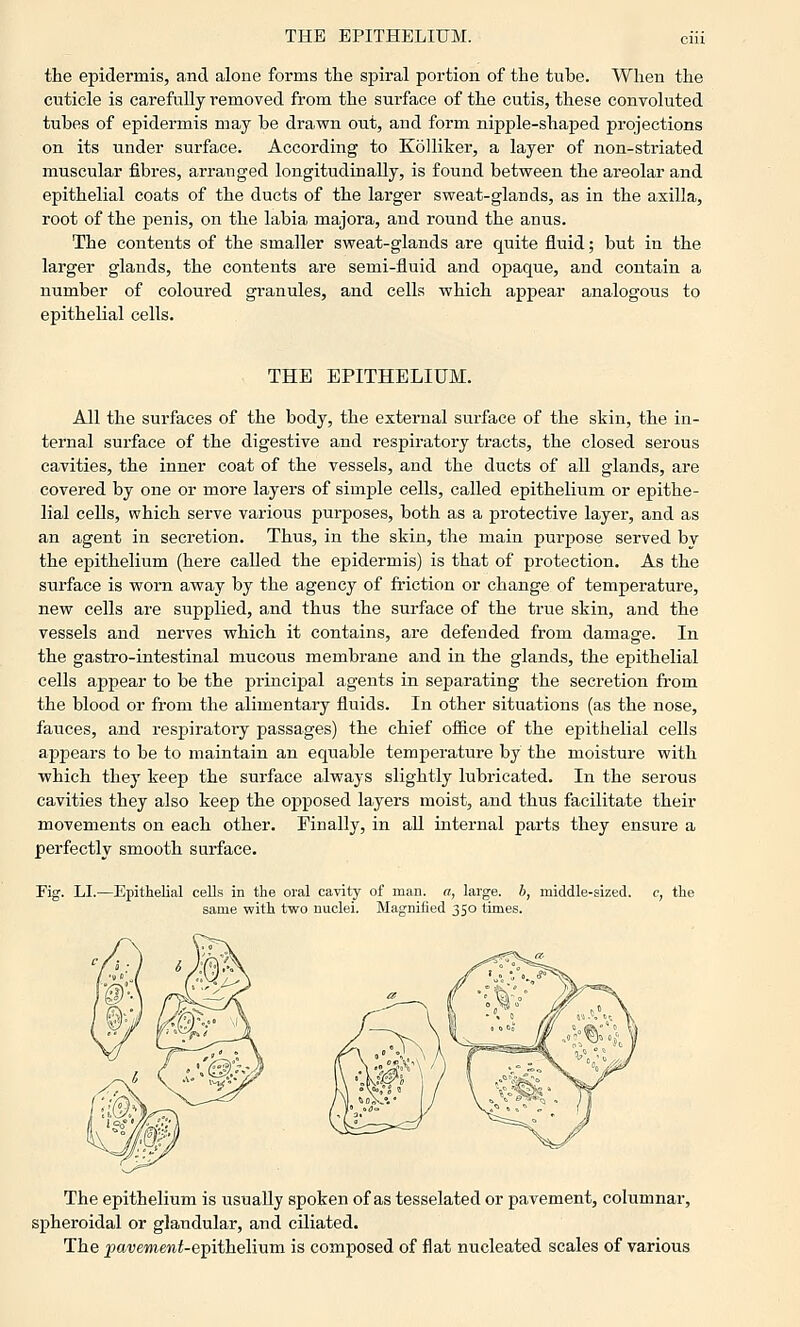 the epidermis, and alone forms the spiral portion of the tube. When the cuticle is carefully removed from the surface of the cutis, these convoluted tubes of epidermis may be drawn out, and form nipple-shaped projections on its under surface. According to Kolliker, a layer of non-striated muscular fibres, arranged longitudinally, is found between the areolar and epithelial coats of the ducts of the larger sweat-glands, as in the axilla, root of the penis, on the labia majora, and round the anus. The contents of the smaller sweat-glands are quite fluid; but in the larger glands, the contents are semi-fluid and opaque, and contain a number of coloured granules, and cells which appear analogous to epithelial cells. THE EPITHELIUM. All the surfaces of the body, the external surface of the skin, the in- ternal surface of the digestive and respiratory tracts, the closed serous cavities, the inner coat of the vessels, and the ducts of all glands, are covered by one or more layers of simple cells, called epithelium or epithe- lial cells, which serve various purposes, both as a protective layer, and as an agent in secretion. Thus, in the skin, the main purpose served by the epithelium (here called the epidermis) is that of protection. As the surface is worn away by the agency of friction or change of temperature, new cells are supplied, and thus the surface of the true skin, and the vessels and nerves which it contains, are defended from damage. In the gastro-intestinal mucous membrane and in the glands, the epithelial cells appear to be the principal agents in separating the secretion from the blood or from the alimentary fluids. In other situations (as the nose, fauces, and respiratory passages) the chief office of the epithelial cells appears to be to maintain an equable temperature by the moisture with which they keep the surface always slightly lubricated. In the serous cavities they also keep the opposed layers moist, and thus facilitate their movements on each other. Finally, in all internal parts they ensure a perfectly smooth surface. Fig. LI.—Epithelial cells in the oral cavity of man. ci, large, b, middle-sized, c, the same with two nuclei. Magnified 350 times. The epithelium is usually spoken of as tesselated or pavement, columnar, spheroidal or glandular, and ciliated. The pavement-e'piih.eliv.va is composed of flat nucleated scales of various