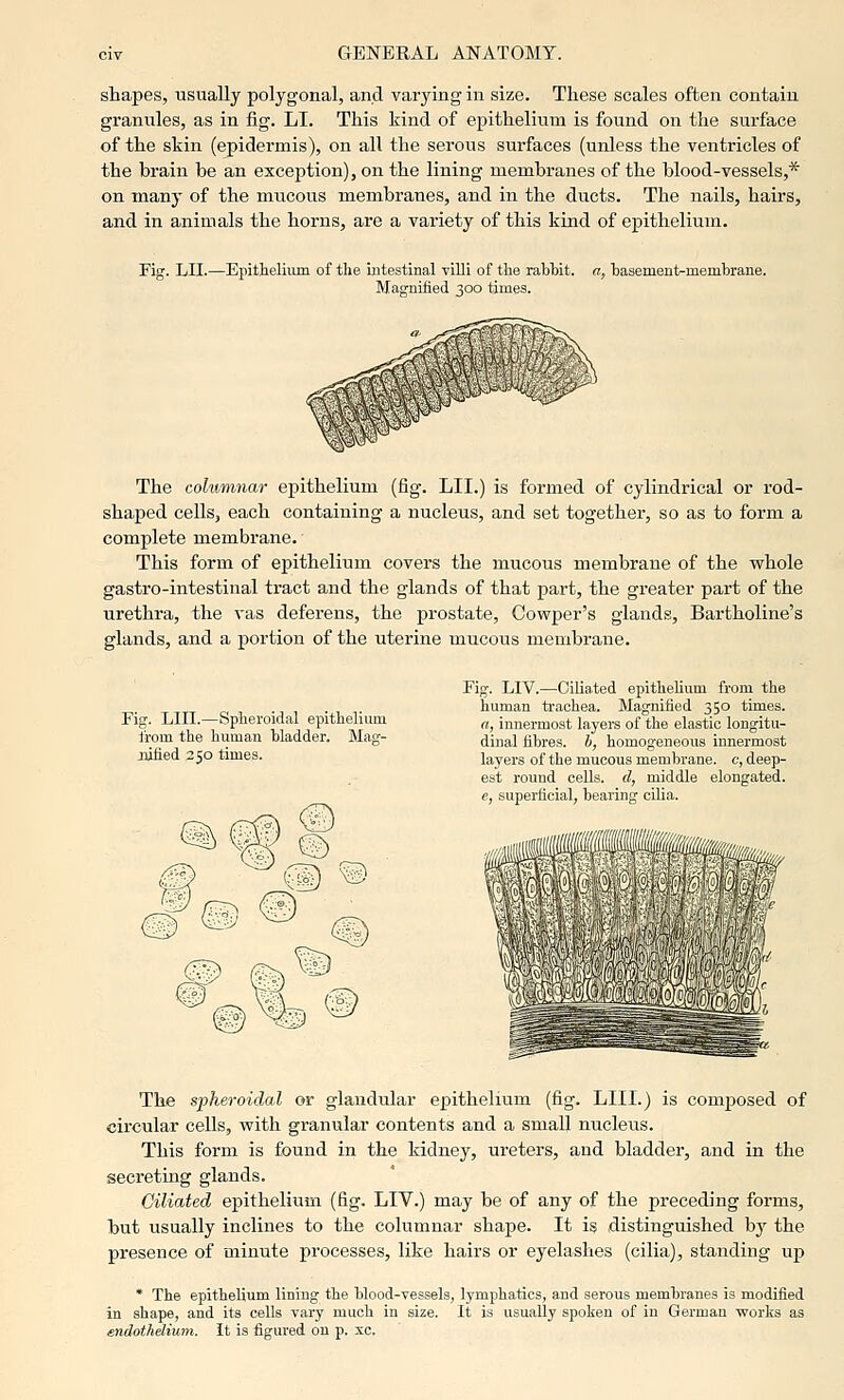 shapes, usually polygonal, and varying in size. These scales often contain granules, as in fig. LI. This kind of epithelium is found on the surface of the skin (epidermis), on all the serous surfaces (unless the ventricles of the brain be an exception), on the lining membranes of the blood-vessels,* on many of the miicous membranes, and in the ducts. The nails, hairs, and in animals the horns, are a variety of this kind of epithelium. Fig. LII.—Epithelium of the intestinal villi of the rabhit. a, hasement-membrane. Magnified 300 times. The columnar epithelium (fig. LII.) is formed of cylindrical or rod- shaped cells, each containing a nucleus, and set together, so as to form a complete membrane. This form of epithelium covers the mucous membrane of the whole gastro-intestinal tract and the glands of that part, the greater part of the urethra, the vas deferens, the prostate, Cowper's glands, Bartholine's glands, and a portion of the uterine mucous membrane. Fig. LIII.—Spheroidal epithelium from the human bladder. Mag- nified 250 times. Fig. LIV.—Ciliated epithehum from the human trachea. Magnified 350 times. a, innermost layers of the elastic longitu- dinal fibres, b, homogeneous innermost layers of the mucous membrane, c, deep- est round cells, d, middle elongated. e, superficial, bearing cilia. mi0{\{nmm'i, il(( / The spheroidal or glandular epithelium (fig. LIII.) is composed of circular cells, -with granular contents and a small nucleus. This form is found in the kidney, ureters, and bladder, and in the secreting glands. Ciliated epithelium (fig. LIV.) may be of any of the preceding forms, but usually inclines to the columnar shape. It ig distinguished b}^ the presence of minute processes, like hairs or eyelashes (cilia), standing up * The epithelium lining the blood-vessels, lymphatics, and serous membranes is modified in shape, and its cells vary much in size. It is usually spoken of in German works as endothelium. It is figured on p. xc.