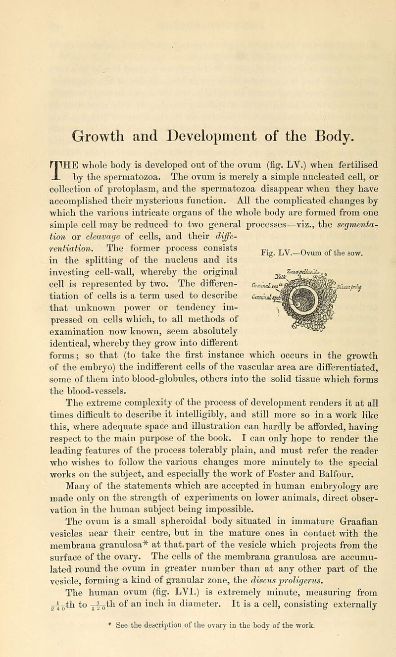 Growth and Development of the Body. THE whole body is developed out of the ovum (fig. LV.) vyhen fertilised by the spermatozoa. The ovum is merely a simple nucleated cell, or collection of protoplasm, and the spermatozoa disappear when they have accomplished their mysterious function. All the complicated changes by which the various intricate organs of the whole body are formed from one simple cell may be reduced to two general processes—viz., the segmenta- tion or cleavage of cells, and their diffe- rentiation. The former process consists ■■■ . Fig. LV.—Ovum of the sow. in the splitting of the nucleus and its investing cell-wall, whereby the original cell is represented by two. The differen- tiation of cells is a term used to describe that unknown power or tendency im- pressed on cells which, to all methods of examination now known, seem absolutely identical, whereby they grow into different forms; so that (to take the first instance which occurs in the growth of the embryo) the indifferent cells of the vascular area are differentiated, some of them into blood-globules, others into the solid tissue which forms the blood-vessels. The extreme complexity of the process of development renders it at aU times difficult to describe it intelligibly, and still more so in a work like this, where adequate space and illustration can hardly be afforded, having respect to the main purpose of the book. I can only hope to render the leading features of the process tolerably plain, and must refer the reader who wishes to follow the various changes more minutely to the special works on the subject, and especially the work of Foster and Balfour. Many of the statements which are accepted in human embryology are made only on the strength of experiments on lower animals, direct obser- vation in the human subject being impossible. The ovum is a small spheroidal body situated in immature Graafian vesicles near their centre, but in the mature ones in contact with the membrana granulosa* at that«part of the vesicle which projects from the surface of the ovary. The cells of the membrana granulosa are accumu- lated round the ovum in greater number than at any other part of the vesicle, forming a kind of granular zone, the discus froligerus. The human ovum (fig. LVI.) is extremely minute, measuring from -i^th to Y^ro^h of an inch in dia,meter. It is a cell, consisting externally * See the description of the ovary in the body of the vpork.