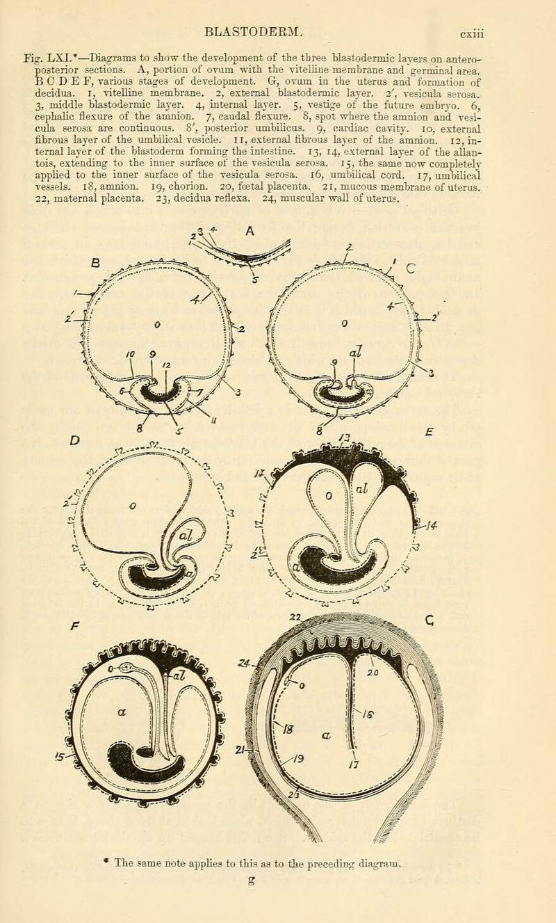 Fig. LXI.*—Diagrams to show the development of the three Hastodermio layers on antero- posterior sections. A, poi-tion of ovum with the vitelline membrane and germinal area. B 0 D E F, various stages of development. G, ovam in the uterus and formation of decidua. I, vitelline membrane. 2, estemal blastodermic layer. 2', vesicula serosa. 3, middle blastodermic layer. 4, internal layer. 5, vestige of the future embryo. 6, cephalic flexure of the amnion. 7, caudal flexure. 8, spot ■svhere the amnion and vesi- cuJa, serosa are continuous. 8', posterior umbLUcus. 9, cardiac cavity. 10, external fibrous layer of the umbilical vesicle. 11, external fibrous layer of the amnion. 12, in- ternal layer of the blastoderm forming the intestine. 13, 14, external layer of the allan- tois, extending to the inner surface of the vesicula serosa. 15, the same now completely applied to the inner surface of the vesicula serosa. 16, umbilical cord. 17, umbilical vessels. 18, amnion. 19, chorion. 20, foetal placenta. 21, mucous membrane of uterus. 22, maternal placenta. 23, decidua reflexa. 24, muscular wall of uterus. The same note applies to this as to the preceding diagram.