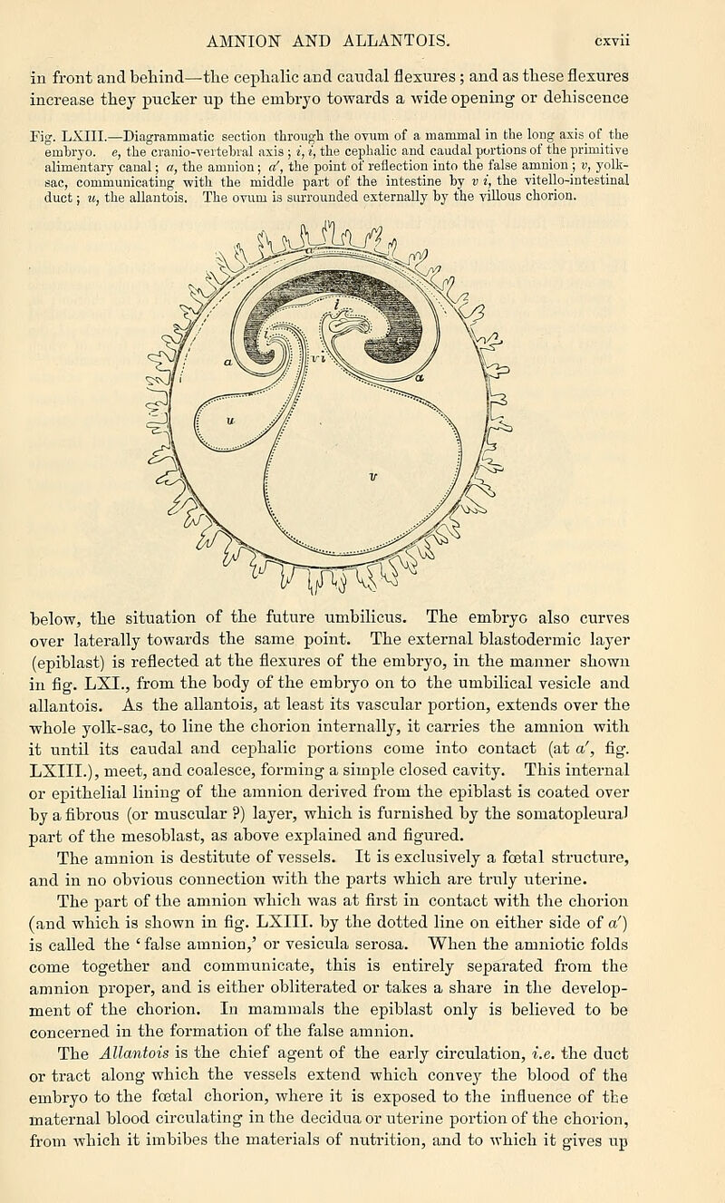 in front and behind—the cephalic and catidal flexures; and as these flesures increase they pucker up the embryo towards a wide opening or dehiscence Fig. LXIII.—Diagrammatic section through the ovum of a mammal in the long axis of the emhryo. e, the cranio-vertebral axis ; i, i, the cephalic and caudal portions of the primitive alimentary canal; a, the amnion; a', the point of reflection into the false amnion ; v, yolk- sac, communicating with the middle part of the intestine hy v i, the vitello-intestinal duct; u, the allantois, The ovum, is siu-rounded externally hy the villous chorion. dik/^, below, the situation of the future umbilicus. The embryo also curves over laterally towards the same point. The external blastodermic layer (epiblast) is reflected at the flexures of the embryo, in the manner shown in fig-. LXI., from the body of the embryo on to the umbilical vesicle and allantois. As the allantois, at least its vascular portion, extends over the whole yolk-sac, to line the chorion internally, it carries the amnion with it until its caudal and cephalic portions come into contact (at a', fig. LXIII.), meet, and coalesce, forming a simple closed cavity. This internal or epithelial lining of the amnion derived from the epiblast is coated over by a fibrous (or musciUar ?) layer, which is furnished by the somatopleural part of the mesoblast, as above explained and figured. The amnion is destitute of vessels. It is exclusively a foetal structiu-e, and in no obvious connection with the parts which are truly uterine. The part of the amnion which was at first in contact with the chorion (and which is shown in fig. LXIII. by the dotted line on either side of a') is called the ' false amnion,' or vesicula serosa. When the amniotic folds come together and communicate, this is entirely separated from the amnion proper, and is either obliterated or takes a share in the develop- ment of the chorion. In mammals the epiblast only is believed to be concerned in the formation of the false amnion. The Allantois is the chief agent of the early circulation, i.e. the duct or tract along which the vessels extend which convey the blood of the embryo to the foetal chorion, where it is exposed to the influence of tbe maternal blood circulating in the decidua or uterine portion of the chorion, from which it imbibes the materials of nutrition, and to which it gives up