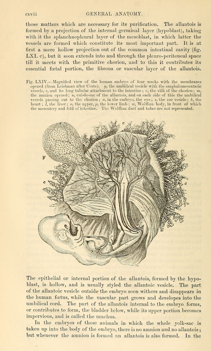 those matters whicli are necessary for its purification. The allantois is formed by a projection of the internal germinal layer (hypoblast), taking with it the splanchnopleural layer of the mesoblast, in which latter the vessels are formed which constitute its most important part. It is at first a mere hollow projection out of the common intestinal cavity (fig. LXI. c), but it soon extends into and through the pleuro-peritoneal space till it meets with the primitive chorion, and to this it contributes its essential fcetal portion, the fibrous or vascular layer of the aUantois. Fig. LXIV.—Magnified view of the Imman embryo of four weelis with the memhranes opened (from Leishman after Ooste). y, the umhilical vesicle with the omphalomesenteric vessels, v, and its long tubular attachment to the intestine ; c, the villi of the chorion ; m, the amnion opened; u, cul-de-sao of the allantois, and on each side of this the umbilical vessels passing out to the chorion; a, in the embi'3'o, the eye; e, the ear vesicle; h, the heart ; I, the liver ; o, the upper, ^j, the lower Umb ; lu, Wolffian body, in front of which the mesentery and fold of intestine. The Wolfilan duct and tubes are not represented. The epithelial or internal portion of the allantois, formed by the hypo- blast, is hollow, and is usually styled the allantoic vesicle. The part of the allantoic vesicle outside the embryo soon withers and disappears in the human foetus, while the vascular part grows and developes into the umbilical cord. The part of the allantois internal to the embryo forms, or contributes to form, the bladder below, while its upper portion becomes impervious, and is called the urachus. In the embryos of those animals in which the whole yolk-sac is taken up into the body of the embryo, there is no amnion and no allantois; but whenever the amnion is formed an allantois is also formed. In the