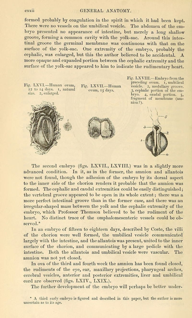 formed probably by coagulation in the spirit in which it had been kept. There were no vessels on the umbilical vesicle. The abdomen of the em- bryo presented no appearance of intestine, but merely a long shallow groove, forming a common cavity with the yolk-sac. Around this intes- tinal groove the germinal membrane was continuous with that on the surface of the yolk-sac. One extremity of the embryo, probably the cephalic, was enlarged, but this the author believed to be accidental. A more opaque and expanded portion between the cephalic extremity and the surface of the yolk-sac appeared to him to indicate the rudimentary heart. Fig. LXVI.—Human ovum, 12 to 14 days, i, natural size. 2, enlarged. Fig. LXVII.—Human ovum, 15 days. Fig. LXyill.—Emk-yo from the preceding ovum, i, umbilical vesicle. 2, medullary groove. 3, cephalic portion of the em- bryo. 4, caudal portion. 5, fragment of membrane (am- nion.^). The second embryo (figs. LXVII., LXVIII.) was in a slightly more advanced condition. In it, as in the former, the amnion and allantois were not found, though the adhesion of the embryo by its dorsal aspect to the inner side of the chorion renders it probable that the amnion was formed. The cephalic and caudal extremities could be easily distinguished; the vertebral groove appeared to be open in its whole extent; there was a more perfect intestinal groove than in the former case, and there was an irregular-shaped mass between the yolk and the cephalic extremity of the embryo, which Professor Thomson believed to be the rudiment of the heart. No distinct trace of the omphalomesenteric vessels could be ob- served.* In an embryo of fifteen to eighteen days, described by Coste, the villi of the chorion were well formed, the umbilical vesicle communicated largely with the intestine, and the allantois was present, united to the inner surface of the chorion, and communicating by a large pedicle with the intestine. Both the allantois and umbilical vesicle were vascular. The amnion was not yet closed. In ova of the third and fourth Aveek the amnion has been found closed, the rudiments of the eye, ear, maxillary projections, pharyngeal arches, cerebral vesicles, anterior and posterior extremities, liver and umbilical cord are observed (figs. LXIV., LXIX.). The further development of the embryo will perhaps be better under- * A third early emhrj'o is figured and described in this paper, but the author is more uncertain as to its age.