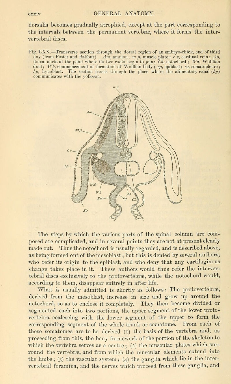 dorsalis becomes gradually atrophied, except at tlie part corresponding to the intervals between the permanent vertebrae, where it forms the inter- vertebral discs. Fig. LXX.—Transverse section tLrougli the dorsal region of an embryo-chick, end of third day (from Foster and Balfour). A7n, amnion; m p, muscle plate : c v, cardinal vein ; Ao, dorsal aorta at the point where its two roots begin to join; Ch, notochord ; Wd, Wolffian duct; Wb, commencement of formation of Wolffian body ; ep, epiblast; so, somatopleure; hy, hypoblast. The section passes through the place where the alimentary canal (%) communicates with the yolk-sac. The steps by which the various parts of the spinal column are com- posed are complicated, and in several points they are not at present clearly made out. Thus the notochord is usually regarded, and is described above, as being formed out of the mesoblasfc; but this is denied by several authors, who refer its origin to the epiblast, and who deny that any cartilaginous change takes place in it. These authors would thus refer the interver- tebral discs exclusively to the protovertebrse, while the notochord would, according to them, disappear entirely in after life. What is usually admitted is shortly as follows : The protovertebrae, derived from the mesoblast, increase in size and grow up around the notochord, so as to enclose it completely. They then become divided or segmented each into two portions, the upper segment of the lower proto- vertebra coalescing with the Jower segment of the upper to form the corresponding segment of the whole trunk or somatome. From each of these somatomes are to be derived (i) the basis of the vertebra and, as proceeding from this, the bony framework of the portion of the skeleton to which the vertebra serves as a centre; (2) the muscular plates which sur- round the vertebrae, and from which the muscular elements extend into the limbs; (3) the vascular system; (4) the ganglia which lie in the inter- vertebral foramina, and the nerves which proceed from these ganglia, and