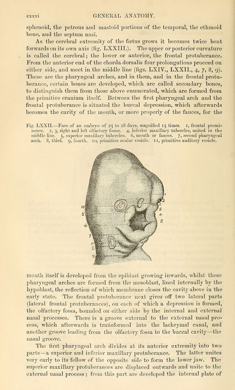 splienoid, tlie petrous and mastoid portions of tlie temporal, the ethmoid bone, and the septum nasi. As the cerebral extremity of the foetus grows it becomes twice bent forwards on its own axis (fig. LXXIII.). The upper or posterior curvature is called the cerebral; the lower or anterior, the frontal protuberance. From the anterior end of the chorda dorsalis four prolongations proceed on either side, and meet in the middle line (figs. LXIV., LXXII., 4, 7, 8, 9). These are the phaiyngeal arches, and in them, and in the frontal protu- berance, certain bones are developed, which are called secondary bones, to distinguish them from those above enumerated, which are formed from the primitive cranium itself. Between the first pharyngeal arch and the frontal protuberance is situated the buccal depression, which afterwards becomes the cavity of the mouth, or more properly of the fauces, for the Fig. LXXII.—Face of an embryo of 25 to 28 daj's, magnified 15 times, i, frontal promi- nence. 2, 3, right and left olfactory fossas. 4, inferior maxillary tubercles, united in the middle line. 5, superior maxillary tubercles. 6, mouth or fauces. 7, second pharyngeal arch. 8, third. 9, fom-th. 10, primitive ocular vesicle. 11, primitive auditory vesicle. mouth itself is developed from the epiblast growing inwards, whilst these pharyngea.1 arches are formed from the mesoblast, lined internally by the hypoblast, the reflection of which membrane closes the cavity above in the early state. The frontal protuberance next gives' off two lateral parts (lateral frontal protuberances), 011 each of which a depression is formed, the olfactory fossa, bounded on either side by the internal and external nasal processes. There is a groove esrfcernal to the external nasal pro- cess, which aftervrards is tralisformed into the lachrymal canal, and another groove leading from the olfactory fossa to the buccal cavitjr—the nasal groove. The first pharyngeal arch divides at its anterior extremity into two parts—a superior and inferior maxillarj'- protuberance. The latter unites very early to its fellow of the opposite side to form the lower jaw. The superior maxillary protuberances are displaced outwards and unite to the external nasal process ; from this part are developed the internal plate of