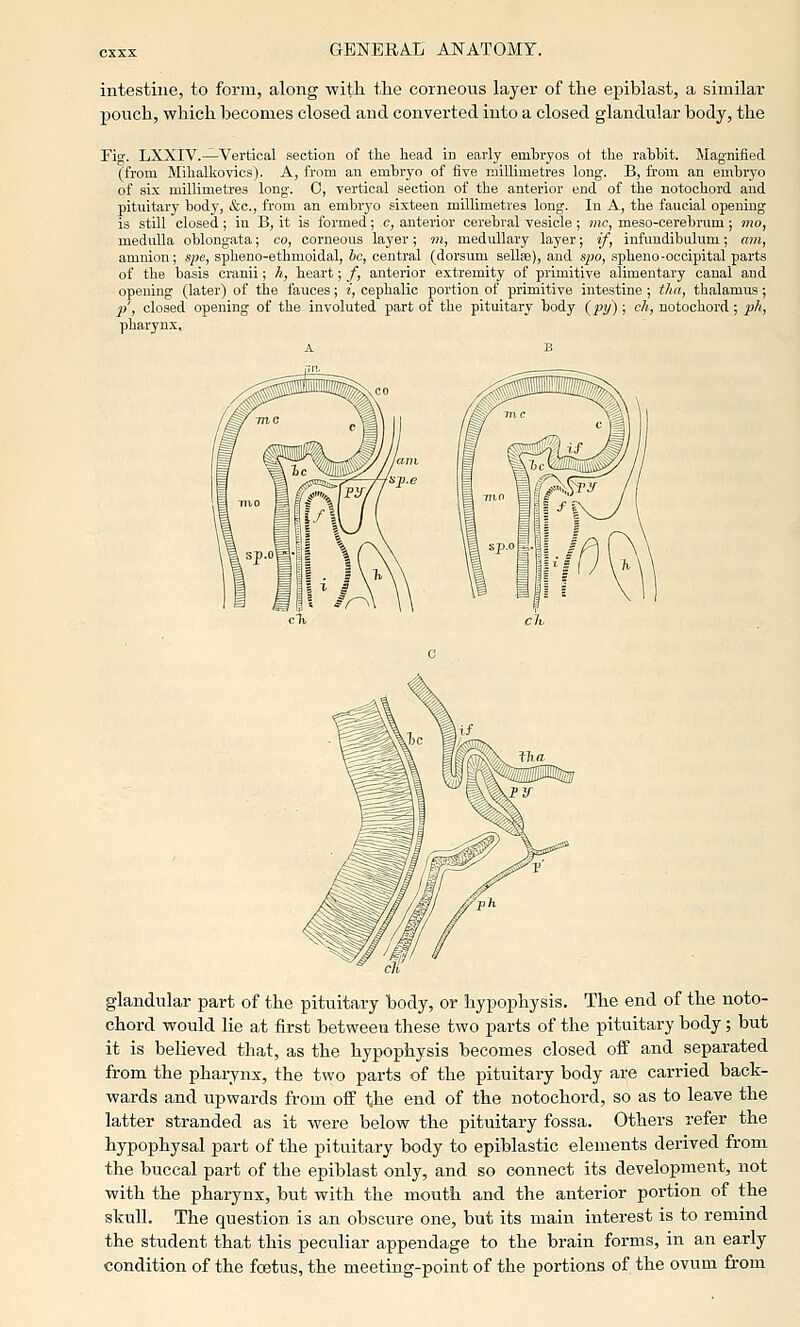 intestine, to form, along with the corneous layer of the epiblast, a similar pouch, which becomes closed and converted into a closed glandular body, the Fig. LXXIV.^Vertical section of tlie head in early emljryos ot tlie rabbit. Magnified (from Mihalkovics). A, from an embryo of five millimetres long. B, from an embryo of six millimetres long. 0, vertical section of the anterior end of the notochord and pituitary body, &c., from an embryo sixteen millimetres long. In A, the faucial opening is still closed; in B, it is formed; c, anterior cerebral vesicle; mc, meso-cerebrum; mo, medulla oblongata; co, corneous layer; m, medullary layer; if, infundibiilum; am, amnion; spe, spheno-ethmoidal, he, central (dorsum sellse), and spo, spheno-occipital parts of the basis cranii; h, heart; f, anterior extremity of primitive alimentary canal and opening (later) of the fauces; i, cephalic portion of primitive intestine ; tha, thalamus; 2)', closed opening of the involuted part of the pituitary body (py); ch, notochord; ph, pWynx, glandular part of the pituitary body, or hypophysis. The end of the noto- chord would lie at first between these two parts of the pituitary body; but it is believed that, as the hypophysis becomes closed oif and separated from the pharynx, the two parts of the pituitary body are carried back- wards and upwards from off the end of the notochord, so as to leave the latter stranded as it were below the pituitary fossa. Others refer the hypophysal part of the pituitary body to epiblastic elements derived from the buccal part of the epiblast only, and so connect its development, not with the phai-ynx, but with the mouth and the anterior portion of the stuU. The question is an obscure one, but its main interest is to remind the student that this peculiar appendage to the brain forms, in an early condition of the foetus, the meeting-point of the portions of the ovum from