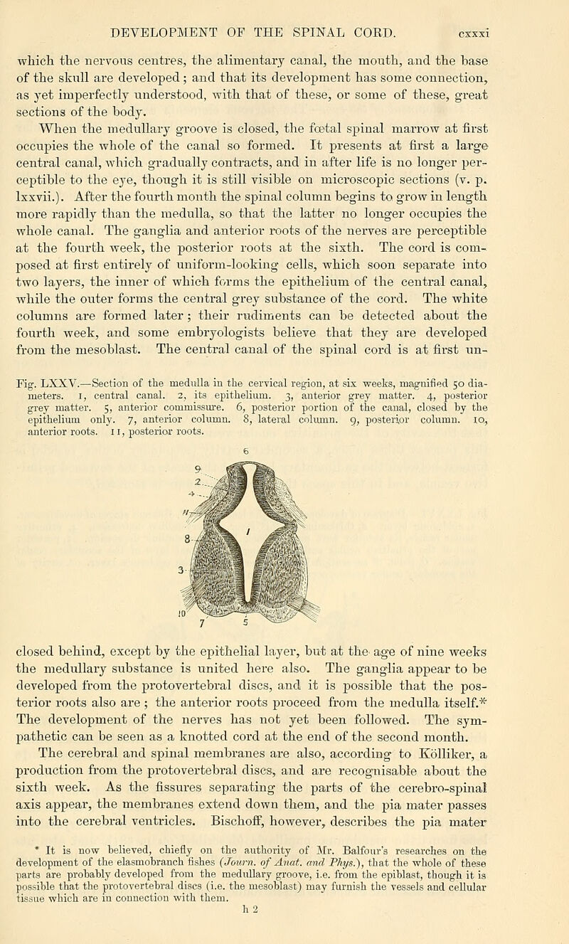 which the nervous centres, the alimentary canal, the mouth, and the base of the skull are developed; and that its development has some connection, as 3'et imperfectly understood, with that of these, or some of these, gi-eat sections of the body. When the medullary groove is closed, the fcetal spinal marrow at first occupies the whole of the canal so formed. It presents at first a large central canal, which gradually contracts, and in after life is no longer per- ceptible to the eye, though it is still visible on microscopic sections (v. p. Ixxvii.). After the fourth month the spinal column begins to grow in length more rapidly than the medulla, so that the latter no longer occupies the whole canal. The ganglia and anterior roots of the nerves are perceptible at the fourth week, the posterior roots at the sixth. The cord is com- posed at first entirely of uniform-looking cells, which soon separate into two layers, the inner of which forms the epithelium of the central canal, while the outer forms the central grey substance of the cord. The whit© columns are formed later; their rudiments can be detected about the fourth week, and some embryologists believe that they are developed from the mesoblast. The central canal of the spinal cord is at fi.rst nn- Fig. LXXV.—Section of the medulla in the cervical region, at six weeks, njagnified 50 dia- meters. I, central canal. 2, its epithelium. 3, anterior grey matter. 4, posterior grey matter. 5, anterior commissm'e. 6, posterior portion of the canal, closed by the epithelium only. 7, anterior column. 8, lateral column. 9, posterior column, iq, anterior roots. 11, posterior roots. closed behind, except by the epithelial layer, but at the^ age of nine weeks the medullary substance is united here also. The ganglia appear to be developed from the protovertebral discs, and it is possible that the pos- terior roots also are ; the anterior roots proceed from the medulla itself.* The development of the nerves has not yet been followed. The sym- pathetic can be seen as a knotted cord at the end of the second month. The cerebral and spinal membranes are also, according to Kolliker, a production from the protovertebral discs, and are recogmisable about the sixth week. As the fissures separating the parts of the cerebro-spinal axis appear, the membranes extend down them, and the pia mater passes into the cerebral ventricles. Bischoff, however, describes the pia mater * It is now believed, chiefly on the authority of Mr. Balfour's researches on the development of the elasmobranch fishes (Journ. of Anat. and Phys,), that the whole of these parts are probably developed from the medullary groove, i.e. from the epiblast, though it is possible that the protovertebral discs (i.e. the mesoblast) may furnish the vessels and cellular tissue which are in connection with them. h2