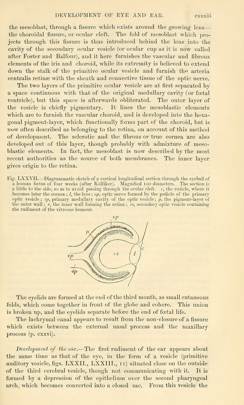 the mesoblast, through a fissure which exists around the growing lens— the choroidal fissure, or ocular cleft. The fold of mesoblast which pro- jects through this fissure is thus introduced behind the lens into the cavitj of the secondary ocular vesicle (or ocular cup as it is now called after Foster and Balfour), and it here furnishes the vascular and fibrous elements of the iris and choroid, while its extremity is believed to extend down the stalk of the primitive ocular vesicle and furnish the arteria centralis i-etinse Avith the sheath and connective tissue of the optic nerve. The two layers of the primitive ocular vesicle ai-e at first separated by a space continuous with that of the original medullary cavity (or foetal ventricle), but this space is afterwards obliterated. The outer layer of the vesicle is chiefly pigmentary. It lines the mesoblastic elements which are to furnish the vascular choroid, and is developed into the hexa- gonal pigment-layei, which functionally forms part of the choroid, but is now often described as belonging to the retina, on account of this method of development. The sclerotic and the fibrous or true cornea are also developed out of this layer, though probably with admixture of meso- blastic elements. In fact, the mesoblast is now described by the most recent authorities as the source of both membranes. The inner layer gives origin to the retina. Fig. LXXVII.—Diagrammatic sketch of a vertical longitudinal section through the eyeball of a human fcetus of four weeks (after KbUiker). Magnified lOO diameters. The section is a little to the side, so as to avoid passing through the ocular cleft, c, the cuticle, where it becomes later the cornea ; I, the lens; ojj, optic nerve formed by the pedicle of the primary optic vesicle ; vp, primary medullary cavity of the optic vesicle; p, the pigment-layer of the outer wall; r, the inner wall forming the retina ; vs, secondary optic vesicle containing- the rudiment of the vitreous humour. The eyelids are formed at the end of the third month, as small cutaneous folds, which come together in front of tlie globe and cohere. This union is broken up, and the eyelids separate before the end of foetal life. The lachrymal canal appears to result from the non-closure of a fissure which exists between the external nasal process and the maxillary process (p. cxxvi). Development of the ear.—The first rudiment of the ear appears about the same time as that of the eye, in the form of a vesicle (primitive auditory vesicle, figs. LXXII., LXXIII., ii) situated close on the outside of the third cerebral vesicle, though not communicating with it. It is formed by a depression of the epithelium over the second pharyngeal arch, which becomes converted into a closed sac. From this vesicle the