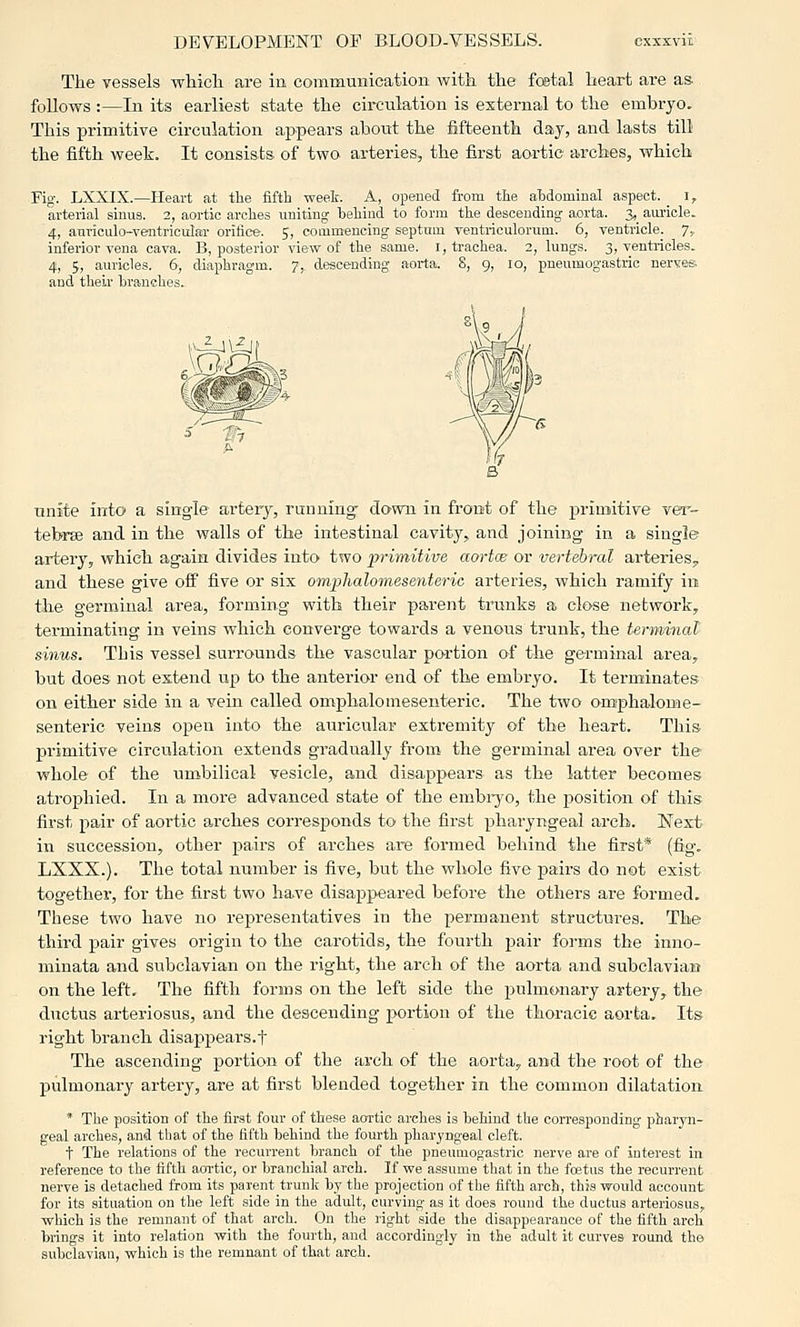 DEVELOPMENT OP BLOOD-VESSELS. The vessels which are in communication with the fostal heart are as follows :—In its earliest state the circulation is external to the embryo. This primitive circulation appears about the fifteenth day, and lasts till the fifth week. It consists of two arteries, the first aortic arches, which Fig. LXXIX.—Heart at the fifth week. A, opened from the ahdomiual aspect, i, arterial sinug. 2, aortic arches uniting hehiud to form the descending aorta. 3, aiu-icle. 4, anriculo-ventricular orifice. 5, commencing septum ventriculorum. 6, ventricle, j, inferior vena cava. B, posterior view of the same. I, trachea. 2, lungs. 3, ventricles. 4, 5, auricles. 6-, diaphragm. 7,. descending aorta. 8, 9, 10, pneumogastric nerves and their tranches. unite into a single artery, running' down in front of the primitive ver- tebrse and in the walls of the intestinal cavity, and joining in a single artery, which again divides into two 'primitive aortce or vertebral arteries^ and these give off five or six omphalomesenteric arteries, which ramify in the germinal area, forming with their parent trunks a close networkj terminating in veins which converge towards a venous trunk, the tsmvinal sinus. This vessel surrounds the vascular portion of the germinal area, but does not estend up to the anterior end of the embryo. It terminates on either side in a vein called omphalomesenteric. The two om'phalome- senteric veins open into the auricular extremity of the heart. This primitive circulation extends gradually from the germinal area over the whole of the umbilical vesicle, and disappears as the latter becomes atrophied. In a more advanced state of the embi-yo, the position of this first pair of aortic arches corresponds to the first pharyngeal arch. Next in succession, other pairs of arches are formed behind the first* (fig. LXXX.). The total number is five, but the whole five pairs do not exist together, for the first two have disappeared before the others are formed. These two have no representatives in the permanent structures. The third pair gives origin to the carotids, the fourth pair forms the inno- minata and subclavian on the right, the arch of the aorta and subclavian on the left. The fifth forms on the left side the pulmonary artery^ the ductus arteriosus, and the descending portion of the thoracic aorta. Its right branch disappears.f The ascending portion of the arch of the aorta^ and the root of the pulmonary artery, are at first blended together in the common dilatation * The position of the first four of these aortic arches is behind the corresponding pharyn- geal arches, and that of the fifth behind the fourth pharyngeal cleft. t The relations of the recurrent branch of the pneumogastric nerve are of interest in reference to the fifth aoi-tic, or branchial arch. If we assume that in the foetus the recurrent nerve is detached from its parent trunk by the projection of the fifth arch, this would account for its situation on the left .side in the adult, curving as it does round the ductus arteriosus, which is the remnant of that arch. On the right side the disappearance of the fifth arch brings it into relation with the fourth, and accordingly in the adult it curves round the subclavian, which is the remnant of that arch.