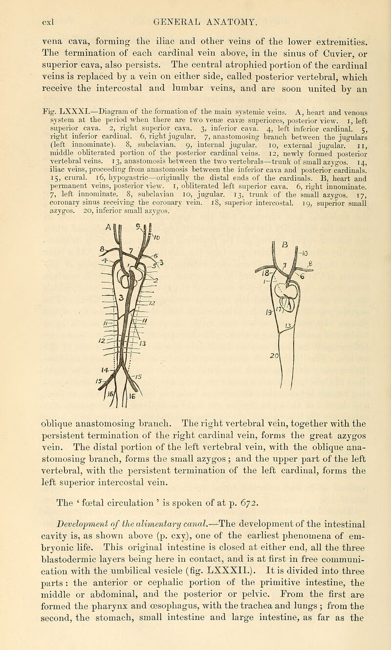 vena cava, forming the iliac and othei' veins of the lower extremities. The termination of each cardinal vein above, in the sinus of Cuvier, or superior cava, also persists. The central atrophied portion of the cardinal veins is i-eplaced by a vein on either side, called posterior vertebral, which receive the intercostal and lumbar veins, and are soon united by an Fig. LXXXI.—Diagram of the formation of the main systemic veins. A, heart and venous system at the period when there are two venas cava3 superiores, posterior view, i, left superior cava. 2, right superior cava. 3, inferior cava. 4, left inferior cardinal. 5, right inferior cardinal. 6, right jugular. 7, anastomosing branch between the jugulars (left innominate). 8, subclavian. 9, internal jugular. 10, external jugular. 11, middle obliterated portion of the posterior cardinal veins. 12, newly formed posterior vertebral veins. 13, anastomosis between the two vertebrals—trunk of small azygos. 14, iliac veins, proceeding from anastomosis between the inferior cava and posterior cardinals. 15, crural. 16, hypogastric—originally the distal ends of the cardinals. B, heart and permanent veins, posterior view. I, obliterated left superior cava. 6, right innominate. 7, left innominate. 8, subcla-s-ian 10, jugular. 13, trunk of the small azygos. 17, coronary sinus receiving the coronary vein. 18, superior intercostal. 19, superior small azygos. 20, inferior small azygos. oblique anastomosing branch. The right vertebral vein, together with the persistent termination of the right cardinal vein, forms the great azygos vein. The distal portion of the left vertebral vein, with the oblique ana- stomosing branch, forms the small azygos; and the upper part of the left vertebral, with the persistent termination of the left cardinal, forms the left superior intercostal vein. The ' foetal circulation ' is spoken of at p. 672. Development of the alimentary canal.—The development of the intestinal cavity is, as shown above (p. cxv), one of the earliest phenomena of em- bryonic life. This original intestine is closed at either end. all the three blastodermic layers being here in contact, and is at first in free communi- cation with the iimbilical vesicle (fig. LXXXIl.). It is divided into three parts : the anterior or cephalic portion of the primitive intestine, the middle or abdominal, and the posterior or pelvic. Prom the first are formed the pharynx and oesophagus, with the trachea and lungs ; from the second, the stomach, small intestine and large intestine, as far as the