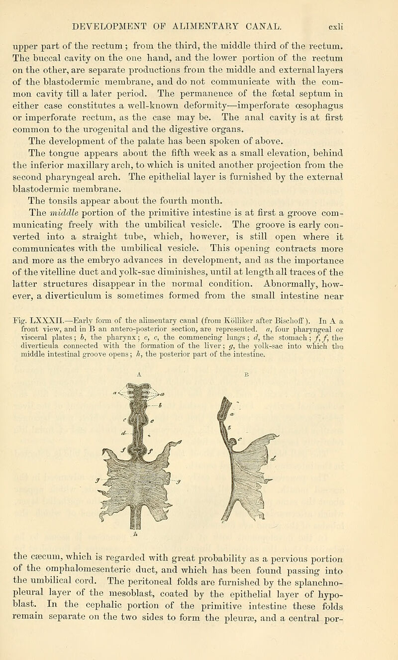 upper part of the rectum ; from the third, the middle third of the rectum. Tlie buccal cavity on the one hand, and the lower portion of the rectum on the other, are separate productions from the middle and external layers of the blastodermic membrane, and do not communicate with the com- mon cavity till a later period. The permanence of the foetal septum in either case constitutes a well-known deformity-—imperforate oesophagus or imperforate rectum, as the case may be. The anal cavity is at first common to the urogenital and the digestive organs. The development of the palate has been spoken of above. The tongue appears about the fifth week as a small elevation, behind the inferior maxillary arch, to which is united another projection from the second pharyngeal arch. The epithelial layer is furnished by the external blastodermic membrane. The tonsils appear about the fourth month. The middle portion of the primitive intestine is at first a groove com- municating freely with the umbilical vesicle. The groove is early con- verted into a straight tube, which, however, is still open where it communicates with the umbilical vesicle. This opening contracts more and more as the embryo advances in development, and as the importance of the vitelline duct and yoUc-sac diminishes, until at length all traces of the latter structures disappear in the normal condition. Abnormally, how- ever, a diverticulum is sometimes formed from the small intestine near Fig. LXXXII.—Early form of the alimeutary canal (from Kblliker after Bisclioif). In A a front view, and in B an antero-posterior section, are represented, a, four pharyngeal or visceral plates; 6, the pharynx; c, c, the commencing lungs; d, the stomach; f,f,the diverticula connected with the formation of the liver; </, the yolk-sac into which the middle intestinal groove opens; Ji, the posterior part of the intestine. ^ Eh 'v^ the CEecum, which is regarded with great probability as a pervious portion of the omphalomesenteric duct, and which has been found passing into the umbilical cord. The peritoneal folds are furnished by the splanchno- pleural layer of the mesoblast, coated by the epithelial layer of hypo- blast. In the cephalic portion of the primitive intestine these folds remain separate on the two sides to form the pleura), and a central por-
