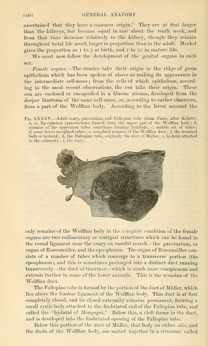 ascertained that they have a common origin.' They are at first larger than the kidneys, but become equal in size about the tenth week, a.nd from that time decrease relatively to the kidney, though they remain throughout fcetal life much larger in proportion than in the adult. Meckel gives the proportion as i to 3 at birth, and i to 22 in mature life. We must now follow the development of the genital organs in each sex. Female organs.—The ovaries take their origin in the ridge of germ epithelium which has been spoken of above as making its apjjearance in the intermediate cell-mass; from the cells of which epithelium, accord- ing to the most recent observations, the ova take their origin. These ova are enclosed or encapsuled in a fibrous stroma, developed from the deeper blastema of the same cell-mass, or, according to earlier observers, from a part of the Wolffian body. According to the latest account the Fig. LXXXV.—Adult ovary, parovaiium, aud Fallopian tube (from Farre, after Kobelt). a, a, Epoophoron (parovarium) formed from the upper part of the Wolffian body; b, remains of the uppermost tubes sometimes forming hydatids; c, middle set of tubes; d, some lower atrophied-tubes; e, atrophied remains of the Wolffian duct; /, the terminal bulb or hydatid ; h, the Fallopian tube, originalh' the duct of Miiller ; i, hydatid attached to the extremity ; I, the ovary. only remains of the WolfiBan body in the complete condition of the female organs are two rudimentarj' or vestigial structures which can be found in the round ligament near the ovary on careful search—the parovarium, or organ of Eosenmiiller, and the epoophoron. The organ of Eosenmliller con- sists of a number of tubes which converge to a transverse portion (the epoophoron), and this is sometimes prolonged into a distinct duct running transversely—the duct of Gaertner—which is much more conspicuous and extends further in some of the lower animals. This is the remains of the Wolffian duct. The Fallopian tiibe is formed by the portion of the duct of Miiller, which lies above the lumbar ligament of the Wolffian bodj'. This duct is at first completely closed, and its closed extremity remains permanent, forming a small cystic body attached to the fimbriated end of the Fallopian tube, and called the ' hydatid of Morgagui.' Below this, a cleft forms in the duct, and is developed into the fimbriated opening of the Fallopian tube. Below this portion of the duct of Miiller, that body on either side, and the ducts of the Wolffian body, are united together in a structure called