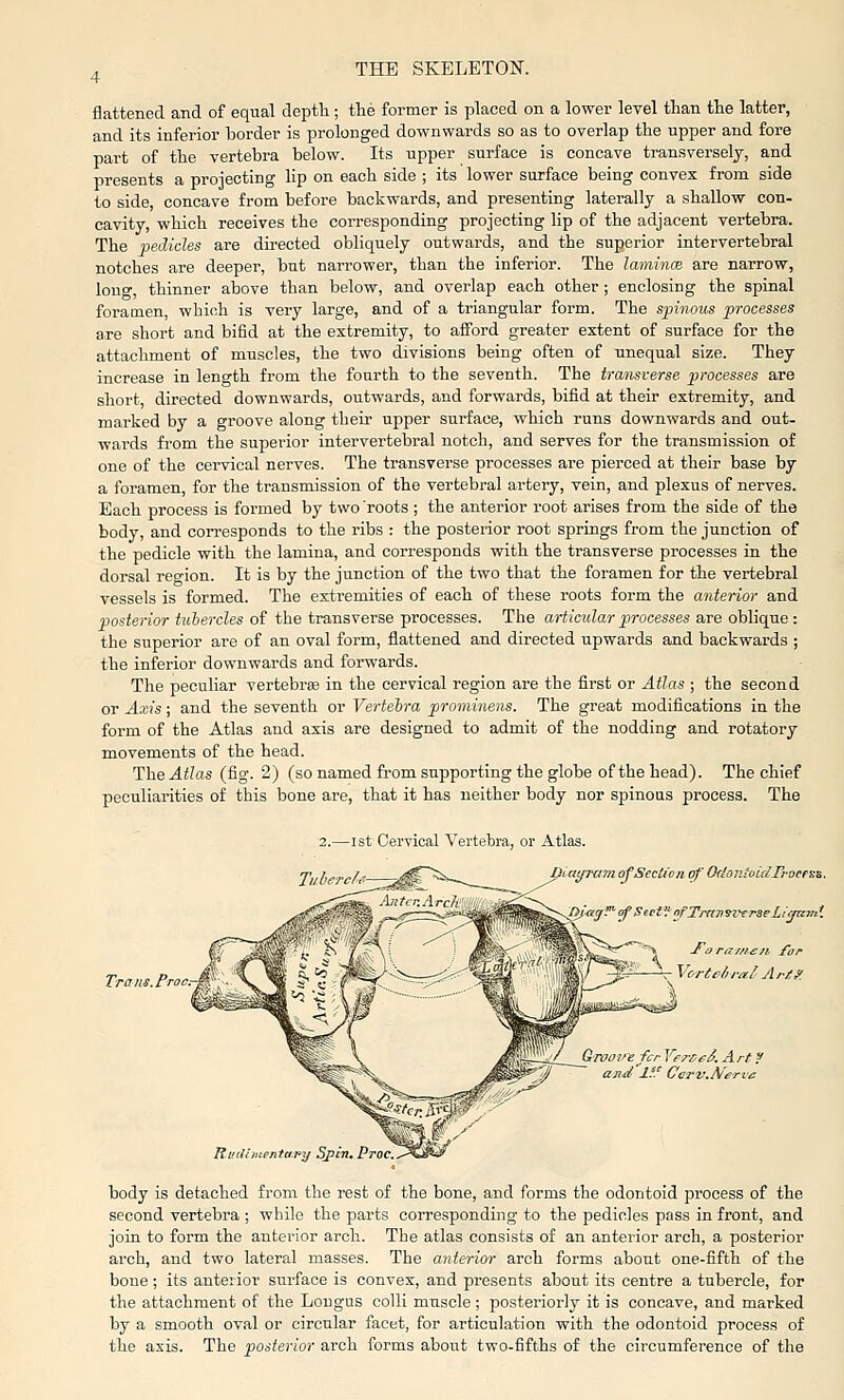 flattened and of equal depth; the former is placed on a lower level than the latter, and its inferior border is prolonged downwards so as to overlap the upper and fore part of the vertebra below. Its upper surface is concave transversely, and presents a proiecting lip on each side ; its lower surface being convex from side to side, concave from before backwards, and presenting laterally a shallow con- cavity, which receives the corresponding projecting lip of the adjacent vertebra. The pedicles are directed obliquely outwards, and the superior intervertebral notches are deeper, but narrower, than the inferior. The lamince. are narrow, lono- thinner above than below, and overlap each other; enclosing the spinal foramen, which is very large, and of a triangular form. The spinous processes are short and bifid at the extremity, to afibrd greater extent of surface for the attachment of muscles, the two divisions being often of unequal size. They increase in length from the fourth to the seventh. The transverse processes are short, directed downwards, outwards, and forwards, bifid at their extremity, and marked by a groove along their upper surface, which runs downwards and out- wards from the superior intervertebral notch, and serves for the transmission of one of the cervical nerves. The transverse processes are pierced at their base by a foramen, for the transmission of the vertebral artery, vein, and plexus of nerves. Each process is formed by two 'roots; the anterior root arises from the side of the body, and corresponds to the ribs : the posterior root springs from the junction of the pedicle with the lamina, and corresponds with the transverse processes in the dorsal region. It is by the junction of the two that the foramen for the vertebral vessels is formed. The extremities of each of these roots form the anterior and posterior tubercles of the transverse processes. The articular processes are oblique : the superior are of an oval form, flattened and directed upwards and backwards ; the inferior downwards and forwards. The peculiar vertebrae in the cervical region are the first or Atlas ; the second or Axis ; and the seventh or Vertebra prominens. The great modifications in the form of the Atlas and axis are designed to admit of the nodding and rotatory movements of the head. The Atlas (fig. 2) (so named from supporting the globe of the head). The chief peculiarities of this bone are, that it has neither body nor spinons process. The Trans.Ptoc -1st Cervical Vertebra, or Atlas. Tiih^~~cL' J^r^^ ~^ pUiyram of Section of OrSonioidTi-oetss, Jo ramen ^or Vortelirai Art?. Groorrefcr VfrCeS. Art y and 2f.^ GcTV.N^ervc RutHmentaipy Spm.Proc. body is detached from the rest of the bone, and forms the odontoid process of the second vertebra ; while the parts corresponding to the pedicles pass in front, and join to form the anterior arch. The atlas consists of an anterior arch, a posterior arch, and two lateral masses. The anterior arch forms about one-fifth of the bone ; its anterior surface is convex, and presents about its centre a tubercle, for the attachment of the Longus colli muscle; posteriorly it is concave, and marked by a smooth oval or circular facet, for articulation with the odontoid process of the axis. The posterior arch forms about two-fifths of the circumference of the