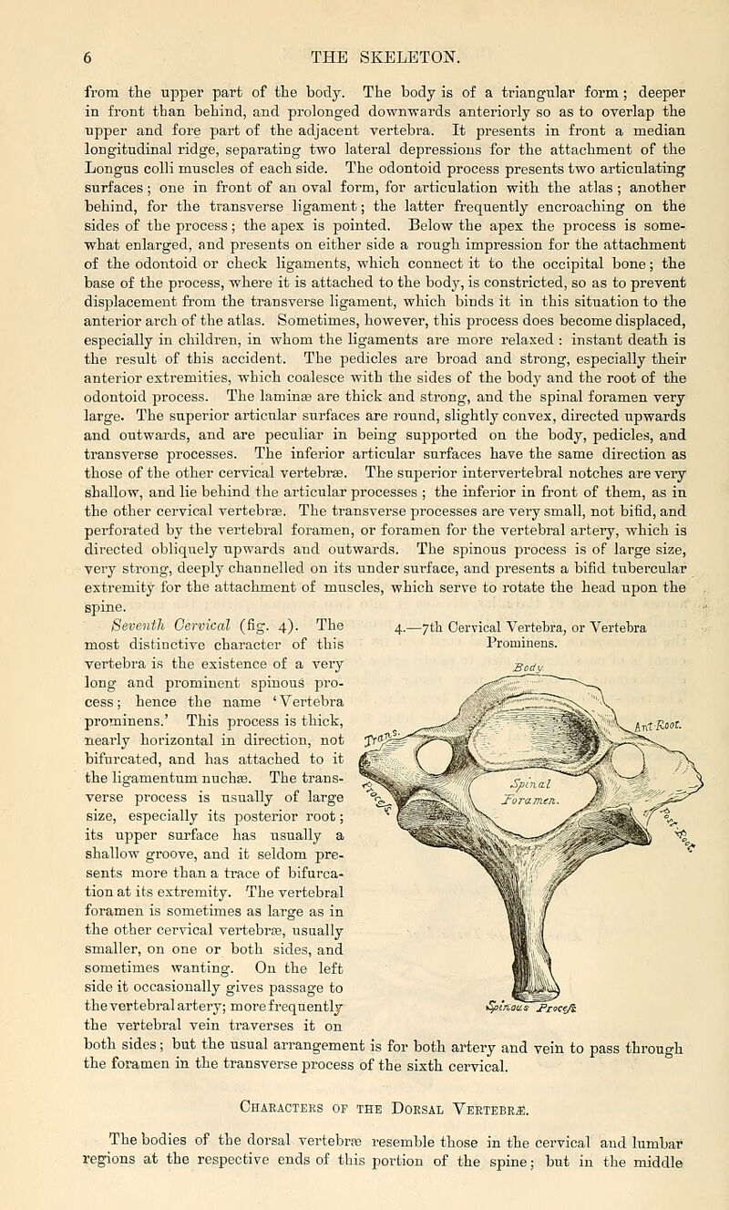 from the upper part of the body. The body is of a triangular form ; deeper in front than behind, and prolonged downwards anteriorly so as to overlap the upper and fore jsart of the adjacent vertebra. It presents in front a median longitudinal ridge, separating two lateral depressions for the attachment of the Longus colli muscles of each side. The odontoid process presents two articulating surfaces; one in front of an oval form, for articulation with the atlas ; another behind, for the transverse ligament; the latter frequently encroaching on the sides of the process; the apex is pointed. Below the apex the process is some- what enlarged, and presents on either side a rough impression for the attachment of the odontoid or check ligaments, which connect it to the occipital bone; the base of the process, where it is attached to the body, is constricted, so as to prevent displacement from the transverse ligament, which binds it in this situation to the anterior arch of the atlas. Sometimes, however, this process does become displaced, especially in children, in whom the ligaments are more relaxed : instant death is the result of this accident. The pedicles are broad and strong, especially their anterior extremities, which coalesce with the sides of the body and the root of the odontoid process. The laminee are thick and strong, and the spinal foramen very large. The superior articular surfaces are round, slightly convex, directed upwards and outwards, and are peculiar in being supported on the body, pedicles, and transverse processes. The inferior articular surfaces have the same direction as those of the other cervical vertebi-se. The superior intervertebral notches are very shallow, and lie behind the articular processes ; the inferior in front of them, as in the other cervical vertebra3. The transverse processes are very small, not bifid, and perforated by the vertebral foramen, or foramen for the vertebral artery, which is directed obliquely upwards and outwards. The spinous process is of large size, very strong, deeply channelled on its under surface, and presents a bifid tubercular extremity for the attachment of muscles, which serve to rotate the head upon the spine. -yth Cervical Vertebra, or Vertebra Prominens. Seventh Gervical (fig. 4). The most distinctive character of this vertebra is the existence of a very long and prominent spinous pro- cess ; hence the name ' Vertebra prominens.' This process is thick, nearly horizontal in direction, not bifurcated, and has attached to it the ligamentum nuchas. The trans- verse process is usually of large size, especially its posterior root; its upper surface has usually a shallow groove, and it seldom pre- sents more than a trace of bifurca- tion at its extremity. The vertebral foramen is sometimes as large as in the other cervical vertebrfe, usually smaller, on one or both sides, and sometimes wanting. On the left side it occasionally gives passage to the vertebral artery; more frequently the vertebral vein traverses it on both sides; but the usual arrangement is for both artery and vein to pass through the foramen in the transverse process of the sixth cervical. J'roteji Characters of the Dorsal Vertebra;. The bodies of the dorsal vertebra) resemble those in the cervical and lumbar regions at the respective ends of this portion of the spine; but in the middle