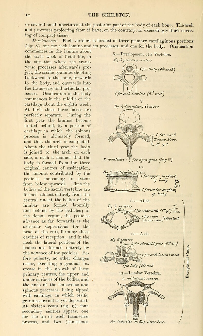 or several small apertures at the and processes projecting from it ing of comjaact tissue. Development. Bach vertebra (fig. 8), one for each lamina and commences in the lamince about the sixth week of foetal life, in the situation where the trans- verse processes afterwards pro- ject, the ossific granules shooting backwards to the spine, forwards to the body, and outwards into the transverse and articular pro- cesses. Ossification in the body commences in the middle of the cartilage about the eighth week. At birth these three pieces are perfectly separate. During the first year the lamin® become united behind, by a portion of cartilage in which the spinous process is ultimately formed, and thus the arch is completed. About the third year the body is joined to the arch on each side, iu such a manner that the body is' formed from the three original centres of ossification, the amount contributed by the pedicles increasing in extent from below upwards. Thus the bodies of the sacral vertebras are formed almost entirely from the central nuclei, the bodies of the lumbar are formed laterally and behind by the pedicles ; in the dorsal region, the pedicles advance as far forwards as the articular depressions for the head of the ribs, forming these cavities of reception ; and in the neck the lateral portions of the bodies are formed entirely by the advance of the pedicles. Be- fore puberty, no other changes occur, excepting a gradual in- crease in the growth of these primary centres, the upper and under surfaces of the bodies, and the ends of the transverse and spinous processes, being tijiped with cartilage, in which ossific gi-anules are not as yet deposited. At sixteen years (^g. 9), four secondary centres appear, one for the tip of each transverse process, and two (sometimes posterior part of the body of each bone. The arch have, on the contrary, an exceedingly thick cover- is formed of three primary cartilaginous portions its processes, and one for the body. Ossification 8.—Developmeut of a Vertehra. •y i>jirtmanj ucutres fforSody fuC' jmcA) f for each Xamina (6 '■' ice-eij 9- ^y USeconclary Centres Z sometimes 1 i for Spin.p'. Btf 2 adi^ifima/_j?Iatcs i-lfoTUvjicr sur^aci\ of lady Lf i—ijor under sarfaeA of lody 11.—Atlas. By S ecTttres ' • /Joramer.ciTci f^-y'j slant. 13.—Axis. .?far odanteidj^rau r&f^moj ^^^—/fcrea-rli lateralmtLS& ~7fa^lody (C^mo.) 13.—Lumhar Vertebra. ^ addifi'oTial c-cjitm far tiiierclis on jS'u^.Arfic.Pnje.