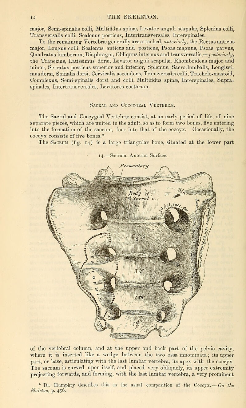 major, Semi-spinalis colli, Multifidus spinse, Levator anguli scapulse, Splenius colli, Transversalis colli, Scalenus posticus, Intertransversales, luterspinales. To the remaining Vertebra generally are attacked, anteriorly, the Rectus anticus major, Lougus colli. Scalenus anticus and posticus, Psoas magnus. Psoas parvus, Quadi-atus lumborum. Diaphragm, Obliquus internus and transversalis,—iMsieriorlij, the Trapezius, Latissimus dorsi. Levator anguli scapulae, Rhomboideus major and minor, Serratus posticus superior and inferior, Splenius, Sacro-lumbalis, Longissi- musdorsi, Spinalis dorsi, Cervicalis ascendens, Transversalis colli, Trachelo-mastoid, Complexus, Semi-sjainalis dorsi and colli, Multifidus spinae, Interspinales, Supra- spiuales, Intertransversales, Levatores costarum. Saceal and Coccygeal Vertebra. The Sacral and Coccygeal Vertebrse consist, at an early period of life, of nine separate pieces, which are united in the adult, so as to form two bones, five entering into the formation of the sacrum, four into that of the coccyx. Occasionally, the coccyx consists of five bones.* The Sacrum (fig. 14) is a large triangular bone, situated at the lower part 14.—Sacrum, Anterior Surface. J'ronwniorif of the vertebral column, and at the upper and back part of the pelvic cavity, where it is inserted like a wedge between the two ossa innominata; its upper part, or base, articulating with the last lumbar vertebra, its apes with the coccyx. The sacrum is curved upon itself, and placed very obliquely, its upper extremity projecting forwards, and forming, with the last lumbar vertebra, a very prominent * Dr. Humphry describes this as the usual composition of the Coccyx.— On the Skeleton, p. 456.