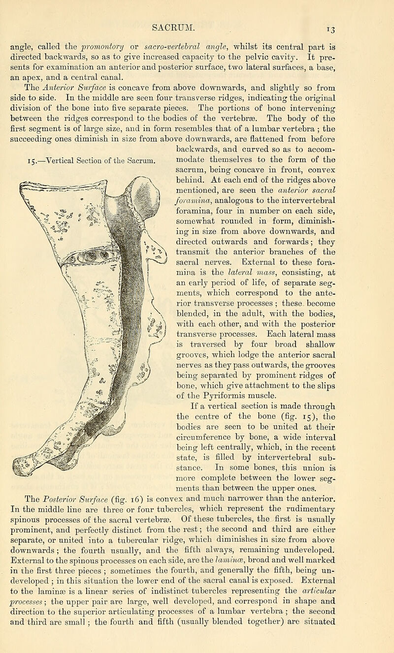 SACEUM. angle, called the promontory or sacro-vertehral angle, whilst its central part is directed backwards, so as to give increased capacity to the pelvic cavity. It pre- sents for examination an anterior and posterior STirface, two lateral surfaces, a base, an apex, and a central canal. The Anterior Surface is concave from above downwards, and slightly so from side to side. In the middle are seen four transverse ridges, indicating the original division of the bone into five separate pieces. The portions of bone intervening between the ridges correspond to the bodies of the vertebra9. The body of the first segment is of large size, and in form resembles that of a lumbar vertebra ; the succeeding ones diminish in size from above downwards, are flattened from before backwards, and carved so as to acoom- 15.—Vertical Section of the Sacrum. modate themselves to the form of the sacrum, being concave in front, convex behind. At each end of the ridges above mentioned, are seen the anterior sacral foramina, analogous to the intervertebral foramina, four in number on each side, somewhat rounded in form, diminish- ing in size from above downwards, and directed outwards and forwards; they transmit the anterior branches of the sacral nerves. External to these fora- mina is the lateral mass, consisting, at an early period of life, of separate seg- ments, which correspond to the ante- rior transverse processes ; these, become blended, in the adult, with the bodies, with each other, and with the posterior transverse processes. Each lateral mass is traversed by four broad shallow grooves, which lodge the anterior sacral nerves as they pass outwards, the grooves being separated by prominent ridges of bone, which give attachment to the slips of the Pyriformis muscle. If a vertical section is made through the centre of the bone (fig. 15), the bodies are seen to be united at their circumference by bone, a wide interval being left centrally, which, in the recent state, is filled by intervertebral sub- stance. In some bones, this union is more complete between the lower seg- ments than between the upper ones. The Posterior Surface (fig. 16) is convex and much narrower than the anterior. In the middle line are three or four tubercles, which represent the rudimentary spinous processes of the sacral vertebrEe. Of these tubercles, the first is usually prominent, and perfectly distinct from the rest; the second and third are either separate, or united into a tubercular ridge, which diminishes in size from above downwards ; the fourth usually, and the fifth always, remaining undeveloped. External to the spinous processes on each side, are the lamince, broad and well mai-ked in the first three pieces ; sometimes the fourth, and generally the fifth, being un- developed ; in this situation the lower end of the sacral canal is exposed. External to the lamince is a linear series of indistinct tubercles representing the articular processes; tbe upper pair are large, well developed, and correspond in shape and direction to the superior articulating processes of a lumbar vertebra ; the second and third are small ; the fourth and fifth (usually blended together) are situated