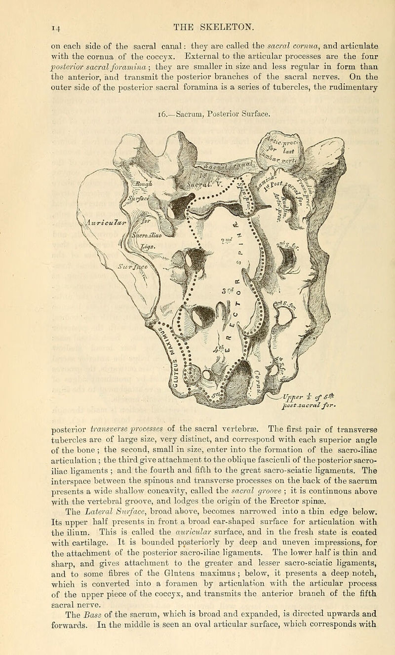 on eacli side of the sacral canal: they are called the sacral cornua, and articulate with the cornua of the coccyx. Bsternal to the articular processes are the four posterior sacral foramina; they are smaller in size and less regular in form than the anterior, and transmit the posterior branches of the sacral nerves. On the outer side of the posterior sacral foramina is a series of tubercles, the rudimentary i6.—Sacrum, Posterior Surface. posterior transverse processes of the sacral vertebras. The first pair of transverse tubercles are of large size, very distinct, and correspond with each superior angle of the bone ; the second, small in size, enter into the formation of the sacro-iliac articulation; the third give attachment to the oblique fasciculi of the posterior sacro- iliac ligaments ; and the fourth and fifth to the great sacro-sciatic ligaments. The interspace between the spinous and transverse processes on the back of the sacrum presents a wide shallow concavity, called the sacral groove ; it is continuous above ■ycith the vertebral groove, and lodges the origin of the Erector spince. The Lateral Surface, broad above, becomes narrowed into a thin edge below. Its upper half presents in front a broad ear-shaped surface for articulation with the ilium. This is called the auricular surface, and in the fresh state is coated with cartilage. It is bounded posteriorly by deep and uneven impressions, for the attachment of the posterior sacro-iliac ligaments. The lower half is thin and sharp, and gives attachment to the greater and lesser saoro-sciatic ligaments, and to some fibres of the Gluteus maximus ; below, it presents a deep notch, which is converted into a foramen by articulation with the articular process of the upper piece of the coccyx, and transmits the anterior branch of the fifth sacral nerve. The Base of the sacrum, which is broad and expanded, is directed upwards and forwards. In the middle is seen an oval articular surface, which corresponds with