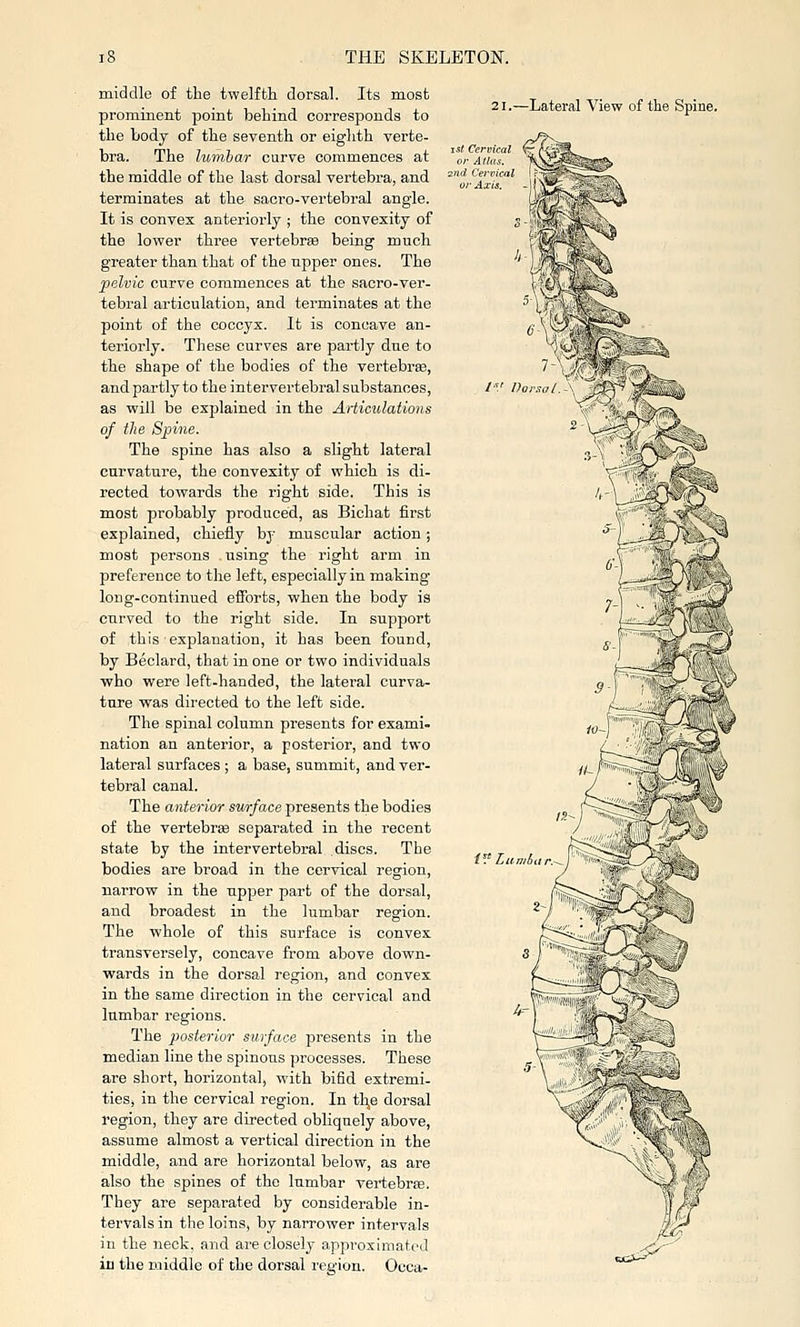 middle of the twelftli dorsal. Its most prominent point behind corresponds to the body of the seventh or eighth verte- bra. The lumbar curve commences at the middle of the last dorsal vertebra, and terminates at the sacro-vertebral angle. It is convex anteriorly ; the convexity of the lower three vertebrae being much greater than that of the npper ones. The pelvic curve commences at the sacro-ver- tebral articulation, and terminates at the point of the coccyx. It is concave an- teriorly. These curves are partly due to the shape of the bodies of the vertebrae, and partly to the intervertebral substances, as will be explained in the Articulations of the Spine. The spine has also a slight lateral curvature, the convexity of which is di- rected towards the right side. This is most probably produced, as Bichat first explained, chiefly by muscular action; most persons using the right arm in preference to the left, especially in making- long-continued efforts, when the body is curved to the right side. In support of this explanation, it has been found, by Beclard, that in one or two individuals ■who were left-handed, the lateral curva- ture was directed to the left side. The spinal column presents for exami- nation an anterior, a posterior, and two lateral surfaces ; a base, summit, and ver- tebral canal. The anterior surface presents the bodies of the vertebrse separated in the recent state by the intervertebral discs. The bodies are broad in the cervical region, narrow in the npper part of the dorsal, and broadest in the lumbar region. The whole of this surface is convex transversely, concave from above down- wards in the dorsal region, and convex in the same direction in the cervical and lumbar regions. The posterior surface presents in the median line the spinous processes. These are short, horizontal, with bifid extremi- ties, in the cervical region. In th,e dorsal region, they are directed obliquely above, assume almost a vertical direction in the middle, and are horizontal below, as are also the spines of the lumbar vertebrae. They are separated by considerable in- tervals in the loins, by narrower intervals in the neck, and are closely approximated in the middle of the dorsal region. Occa- 21.—Lateral View of the Spine. KC*-^