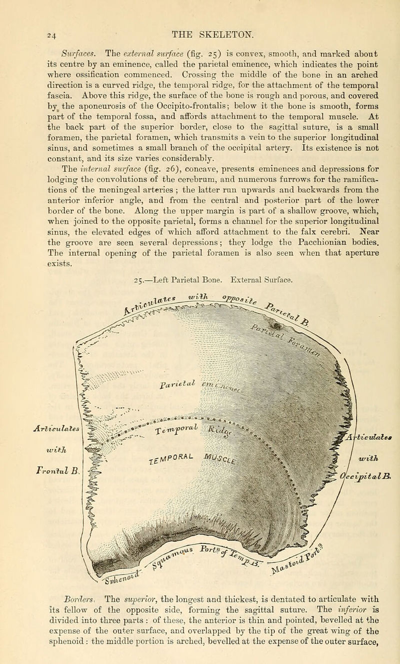 Surfaces. The external surface (fig. 25) is convex, smooth, and marked about its centre by an eminence, called the parietal eminence, which indicates the point where ossification commenced. Crossing the middle of the bone in an arched direction is a curved ridge, the temporal ridge, for the attachment of the temporal fascia. Above this ridge, the surface of the bone is rough and porous, and covered by the aponeurosis of the Occipito-frontalis; below it the bone is smooth, forms part of the temporal fossa, and aflEbrds attachment to the temporal muscle. At the back part of the superior border, close to the sagittal suture, is a small foramen, the parietal foramen, which transmits a vein to the superior longitudinal sinus, and sometimes a small branch of the occipital artery. Its existence is not constant, and its size varies considerably. The internal surface (fig. 26), concave, presents eminences and depressions for lodging the convolutions of the cerebrum, and numerous furrows for the ramifica- tions of the meningeal arteries ; the latter run upwards and backwards from the anterior inferior angle, and from the central and posterior part of the lower border of the bone. Along the upper margin is part of a shallow groove, which, when joined to the opposite parietal, forms a channel for the superior longitudinal sinus, the elevated edges of which afford attachment to the falx cerebri. Near the groove are seen several depressions; they lodge the Pacchionian bodies. The internal opening of the parietal foramen is also seen when that aperture exists. 25.—Left Parietal Bone. External Sm'face. tuvih OeeipitwlB, Bm-ders: The superior, the longest and thickest, is dentated to articulate with its fellow of the opposite side, forming the sagittal suture. The inferior is divided into three parts : of these, the anterior is thin and pointed, bevelled at the expense of the outer surface, and overlapped by the tip of the great wing of the sphenoid: the middle portion is arched, bevelled at the expense of the outer surface,