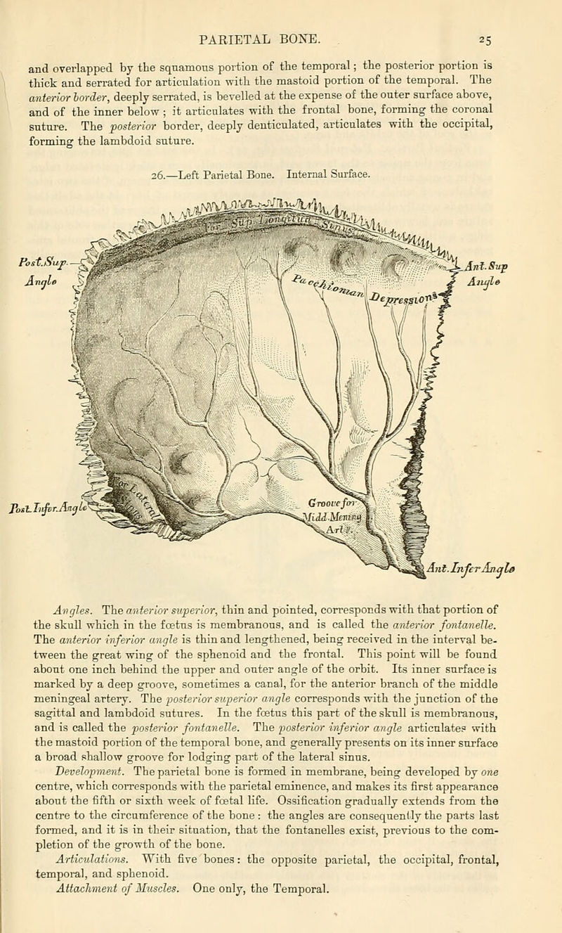 and overlapped by the squamous portion of the temporal; the posterior portion is thick and serrated for articulation with the mastoid portion of the temporal. The anterior harder, deeply serrated, is bevelled at the expense of the outer surface above, and of the inner below ; it articulates with the frontal bone, forming the coronal suture. The posterior border, deeply denticulated, articulates with the occipital, forming the lambd.oid suture. 26.—Left Parietal Bone. Internal Surface. Anal* '^'n.^Ani- Sup Aiujle Ant. Infer Anqla Angles. The anterior superior, thin and pointed, corresponds with that portion of the skull which in the foetus is membranous, and is called the anterior fonta7ielle. The anterior inferior angle is thin and lengthened, being received in the interval be- tween the great wing of the sphenoid and the frontal. This point will be found about one inch behind the upper and outer angle of the orbit. Its inner surface is marked by a deep groove, sometimes a canal, for the anterior branch of the middle meningeal artery. The posterior superior angle corresponds with the junction of the sagittal and lambdoid sutures. In the foetus this part of the stall is membranous, and is called the posterior fontanelle. The posterior inferior angle articulate.^ with the mastoid portion of the temporal bone, and generally presents on its inner snrfaee a broad phallow groove for lodging part of the lateral sinus. Development. The parietal bone is formed in membrane, being developed by one centre, which corresponds with the parietal eminence, and makes its first appearance about the fifth or sixth week of fcetal life. Ossification gradually extends from the centre to the circumference of the bone : the angles are consequently the parts last formed, and it is in their situation, that the fontanelles exist, previous to the com- pletion of the growth of the bone. Articulations. With five bones: the opposite parietal, the occipital, frontal, tempoi-al, and sphenoid. Attachment of Muscles. One only, the Temporal.