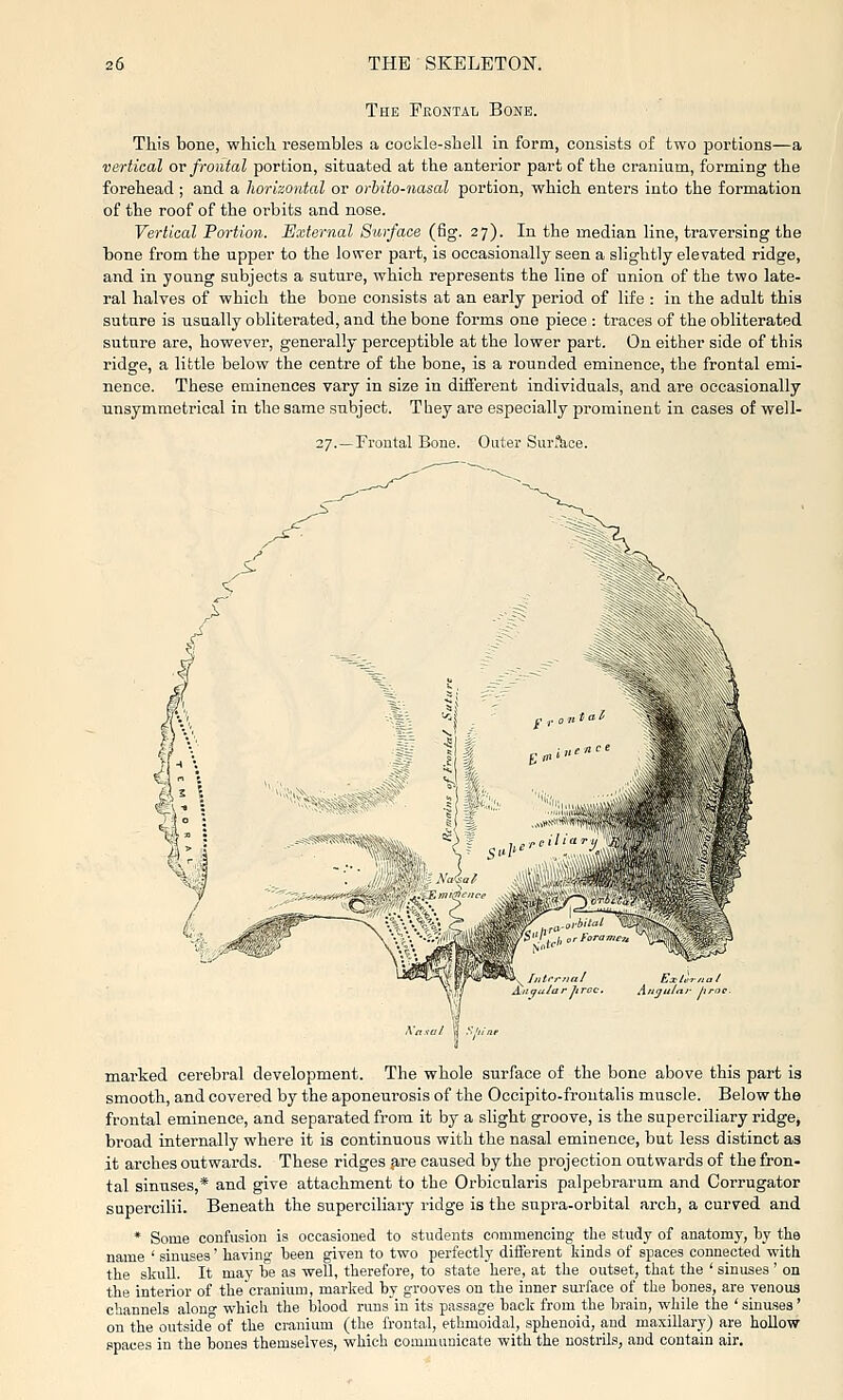The Fbontal Bone. This bone, which, resembles a cockle-shell in form, consists of two portions—a vertical or frontal portion, situated at the anterior part of the craniam, forming the forehead ; and a horizontal or orbito-nasal portion, which enters into the formation of the roof of the orbits and nose. Vertical Portion. Uxternal Surface (fig. 27). In the median line, traversing the tone from the upper to the lovrer part, is occasionally seen a slightly elevated ridge, and in young subjects a suture, which represents the line of union of the two late- ral halves of which the bone consists at an early period of life : in the adult this suture is usually obliterated, and the bone forms one piece : traces of the obliterated suture are, however, generally perceptible at the lower part. On either side of this ridge, a little below the centre of the bone, is a rounded eminence, the frontal emi- nence. These eminences vary in size in different individuals, and are occasionally unsymmetrical in the same subject. They are especially prominent in cases of well- 27.—Frontal Bone. Outer Sunlice. marked cerebral development. The whole surface of the bone above this part is smooth, and covered by the aponeurosis of the Occipito-frontalis muscle. Below the frontal eminence, and separated from it by a slight groove, is the superciliary ridge^ broad internally where it is continuous with the nasal eminence, but less distinct as it arches outwards. These ridges ^re caused by the projection outwards of the fron- tal sinuses,* and give attachment to the Orbicularis palpebrarum and Corrugator supercilii. Beneath the superciliary ridge is the supra-orbital arch, a curved and * Some confusion is occasioned to students commencing the study of anatomy, by the name ' sinuses' having- been given to two perfectly different kinds of spaces connected with the skull. It may be as well, therefore, to state here, at the outset, that the ' sinuses ' on the interior of the cranium, marked by grooves on the inner sm-face of the bones, are venous channels alono- which the blood runs in its passage back from the brain, while the ' sinuses' on the outside'of the cranium (the frontal, ethmoidal, sphenoid, and maxillary) are hollow spaces in the bones themselves, which communicate with the nostrils, and contain air.