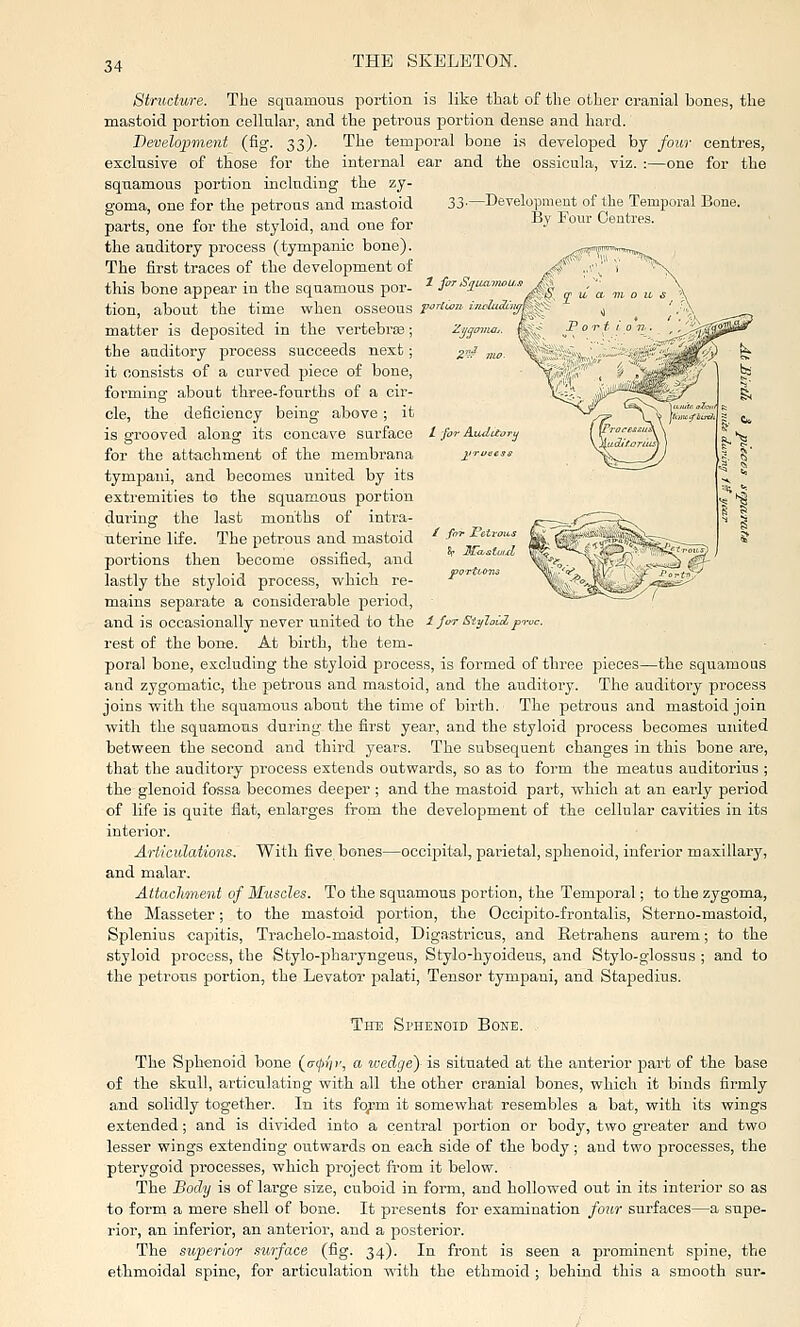 Structure. The squamous portion is like that of the other cranial bones, the mastoid portion cellular, and the petrous portion dense and hard. Development (fig. 33). The tempoi'al bone is develojjed by four centres, exclusive of those for the internal ear and the ossicula, viz. :—one for the squamous portion including the zy- -Developmeut of the Temporal Bone. By Four Centres. portt'OTKi goma, one for the petrous and mastoid parts, one for the styloid, and one for the auditory process (tympanic bone). The first traces of the development of this bone appear in the squamous por- ^ firS^uainou, tion, about the time when osseous ^rfii-^ iiuJuduy,^^ matter is deposited in the vertebrae ; irjym the auditory process succeeds next; ^itJ „^„ it consists of a curved piece of bone, forming about three-fourths of a cir- cle, the deficiency being above ; it is grooved along its concave surface / far Audita-. for the attachment of the membrana j'ruues. tympani, and becomes united by its extremities to the squamous portion during the last months of intra- uterine life. The petrous and mastoid portions then become ossified, and lastly the styloid process, vk^hich re- mains separate a considerable period, and is occasionally never united to the i Jot Styloiipn-uc. rest of the bone. At birth, the tem- poral bone, excluding the styloid process, is formed of three pieces—the squamoas and zygomatic, the petrous and mastoid, and the auditory. The auditory process joins vrith the squamous about the time of birth. The petrous and mastoid join with the squamous during the first year, and the styloid jDrocess becomes united between the second and third years. The subsequent changes in this bone are, that the auditory process extends outwards, so as to form the meatus auditorius ; the glenoid fossa becomes deeper ; and the mastoid part, which at an eai'ly period of life is quite flat, enlarges from the development of the cellular cavities in its interior. Articulations. With five bones—occipital, parietal, sphenoid, inferior maxillary, and malar. Attachment of Muscles. To the squamous portion, the Temporal; to the zygoma, the Masseter; to the mastoid portion, the Occipito-frontalis, Sterno-mastoid, Splenius capitis, Trachelo-mastoid, Digastricus, and Retrahens aurem; to the styloid process, the Stylo-pharyngeus, Stylo-hyoideus, and Stylo-glossus ; and to the petrous jjortion, the Levator palati, Tensor tympani, and Stapedius. The Sphenoid Bone. The Sphenoid bone {(rcjx'if, a ivedge)- is situated at the anterior part of the base of the skull, articulating with all the other cranial bones, which it binds firmly and solidly together. In its fo;m it somewhat resembles a bat, with its wings extended; and is divided into a central portion or body, two greater and two lesser wings extending outwards on each side of the body; and two processes, the pterygoid processes, which project from it below. The Body is of large size, cuboid in form, and hollowed out in its interior so as to form a mere shell of bone. It presents for examination four surfaces—a supe- rior, an inferior, an antei'ior, and a posterior. The superior surface (fig. 34). In front is seen a prominent spine, the ethmoidal spine, for articulation with the ethmoid ; behind this a smooth sur-