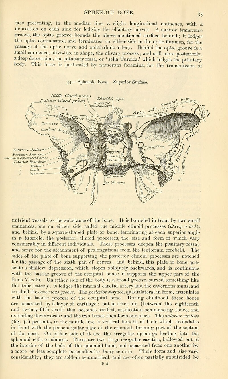 35 face presenting, in tbe median line, a slight longitudinal eminence, with a depression on each side, for lodging the olfactory nerves. A narrow transverse groove, the optic groove, bounds the above-mentioned surface behind ; it lodges the optic commissure, and terminates on either side in the optic foramen, for the passage of the optic nerve and ophthalmic artery. Behind the optic groove is a small eminence, olive-like in shape, the olivary process ; and still more posteriorly, a deep depression, the pituitary fossa, or ' sella Turcica,' which lodges the pituitary body. This fossa is perforated by numerous foramina, for the transmission of 34.—Spheuoid Bone. Superior Surface. Middle, Cliiiold TJTt I'listcrior CUtwuIj^rocci, nutrient vessels to the substance of the bone. It is bounded in front by two small eminences, one on either side, called the middle clinoid processes (i,\i)'rj, a bed), and behind by a square-shaped plate of bone, terminating at each superior angle in a tubercle, the posterior clinoid processes, the size and form of which vary considerably in different individuals. These processes deepen the pituitary fossa; and serve for the attachment of prolongations from the tentorium cerebelli. The sides of the plate of bone supporting the posterior clinoid processes are notched for the passage of the sixth pair of nerves ; and behind, this plate of bone pre- sents a shallow depression, which slopes obliquely backwards, and is continuous with the basilar groove of the occipital bone; it supports the upper part of the Pons Varolii. On either side of the body is a broad groove, curved something like the italic letter/; it lodges the internal carotid artery and the cavernous sinus, and is called the cavernous groove. The •posterior surface, quadrilateral in form, articulates with the basilar process of the occipital bone. During childhood these bones are separated by a layer of cartilage : but in after-life (between the eighteenth and twenty-fifth years) this becomes ossified, ossification commencing above, and extending downwards ; and the two bones then form one piece. The anterior surface (fig. ,3S) presents, in the middle line, a vertical lamella of bone which articulates in front with the perpendicular plate of the ethmoid, forming part of the septum of the nose. On either side of it are the irregular openings leading into the sphenoid cells or sinuses. These are two large iri-egular cavities, hollowed out of the interior of the body of the sphenoid bone, and separated from one another by a more or less complete perpendicular bony septum. Their form and size vary considerably; they are seldom symmetrical, and are often partially subdivided by