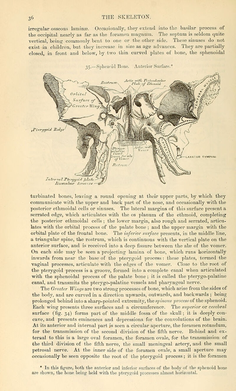 irregular osseous laminas. Occasionally, they extend into the basilar process of the occipital nearly as far as the foramen magnum. The septatn is seldom quite vei'tical, being commonly bent to one or the other side. These sinuses do not exist in children, but they increase in size as age advances. They are partially closed, in front and below, by two thin curved plates of bone, the sphenoidal 35.—Sphenoid Bone. Anterior Surface fTl'^Jf^piti OR TYMPAN turbinated bones, leaving a round opening at their upper parts, by which they communicate with the ujjper and back part of the nose, and occasionally with the posterior ethmoidal cells or sinuses. The lateral margins of this surface present a serrated edge, which articulates with the os planum of the ethmoid, completing the posterior ethmoidal cells ; the lower margin, also rough and serrated, articu- lates with the orbital process of the palate bone ; and the upper margin with the orbital plate of the frontal bone. The mferior surface presents, in the middle line, a triangular spine, the rostrum, which is continuous with the vertical plate on the anterior surface, and i.s received into a deep fissure between the alfe of the vomer. On each side may be seen a projecting lamina of bone, which runs horizontally inwards from near the base of the pterygoid process : these plates, termed the vaginal processes, articulate with the edges of the vomer. Close to the root of the pterygoid process is a groove, formed into a complete canal when articulated with the sphenoidal process of the palate bone ; it is called the pterygo-palatine canal, and transmits the pterygo-palatine vessels and pharyngeal nerve. The Greater Wings are two strong processes of bone, which arise from the sides of the body, and are curved in a direction npwards, outwards, and backwards ; being prolonged behind into a sharp-pointed extremity, the spinous process of the sphenoid. Each wing presents three surfaces and a circumference. The superior or cerebral surface (fig. 34) forms part of the middle fossa of the skull; it is deeply con- cave, and presents eminences and depressions for the convolutions of the brain. At its anterior and internal part js seen a cii'cular aperture, the foramen rotundum, for the transmission of the second division of the fifth nerve. Behind and ex- terual to this is a large oval foramen, the foramen ovale, for the transmission of the third division of the fifth nerve, the small meningeal artery, and the small petrosal nerve. At the inner side of the foramen ovale, a small aperture may occasionally be seen opposite the root of the pterygoid process ; it is the foramen * In this figure, both the anterior and inferior smfaces of the body of the sphenoid hone az'e shown., the bone being held with the pterygoid processes almost horizontal.