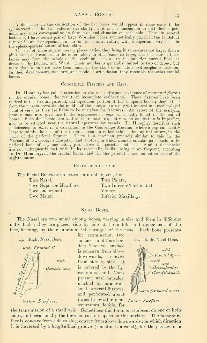 A deficiency in the ossification of the flat hones would appear in some cases to ha spnmetrical on the two sides of the skull; for it is not uncommon to find these super- numerary hones corresponding- in form, size, and situation on each side. Thus, in several instances, I have seen a pair of large Wormian hones symmetrically placed in the lamhdoid suture; in another specimen, a pair in the coronal suture, with a supernmnerary hone in the spheno-parietal suture of hoth sides. The size of these supernumerary pieces varies, they heing in some cases not larger than a pin's head, and confined to the outer table; in other cases so large, that one pair of these bones may form the whole of the occipital hone above the superior ciu'ved lines, as described by B(5clard and Ward. Then- number is generally limited to two or three; but more than a hundred have been found in the stull of an adult hydrocephalic skeleton. In their development, structure, and mode of articulation, they resemble the other cranial bones. Congenital Fissures and Gaps. Dr. Humphry has called attention to the not unfrequent existence of congenital fissures in the cranial bones, the result of incomplete ossification. These fissures have been noticed in the frontal, parietal, and squamous portion of the temporal bones; they extend from the margin towards the middle of the bone, and are of great interest in a medico-legal point of view, as they are liable to be mistaken for fractures. An arrest of the ossifying process may also give rise to the deficiencies or gaps occasionally found in the cranial bones. Such deficiencies are said to occur most frequently when ossification ia imperfect, and to be situated near the natural apertures for vessels. Dr. Humphry describes such deficiencies to exist in a calvarium, in the Cambridge Museum, where a gap sufficiently large to admit the end of the finger is seen on either side of the sagittal sutm-e, in the place of the parietal foramen. There is a specimen precisely similar to this in the Museum of St. George's Hospital; and another, in which a small circular gap exists in the parietal bone of a young child, just above the parietal eminence. Similar deficiencies are not unfrequently met with in hydrocephalic skulls ; being most frequent, according to Dr. Humphry, in the frontal bones; and, in the parietal hones, on either side of the sagittal suture. Bones of the Face. Tlie Facial Bones are fourteen in number, viz., the Two Nasal, Two Palate, Two Superior Maxillary, Two Inferior Turbinated, Two Lachrymal, Vomer, Two Malar, Inferior Maxillary. 44.—Right Nasal Bone. Nasal Bones. The Nasal are two small oblong bones, varying in size and form in different individuals ; they are placed side by side at the middle and upper part of the face, forming, by their junction, 'the bridge' of the nose. Bach bone presents for examination two surfaces, and four bor- ders. The outer surface is concave from above downwards, convex from side to side ; it is covered by the Py- ramidalis and Com- pressor nasi muscles, marked by numerous small arterial furrows, and perforated about its centre by a foramen, /,i„,g sometimes double, for the transmission of a small vein. Sometimes this foramen is absent on one or both sides, and occasionally the foramen ciBCum ojsens on this surface. The inner sur- face is concave from side to side, convex from above downwards ; in which direction it is traversed by a longitudinal groove (sometimes a canal), for the passage of a 43.—Right Nasal Bone. u-it/i Frontn.l D ■mith -OppoffLt^ ho Outer Surface. ' nrooue for luisalncri/e Surface