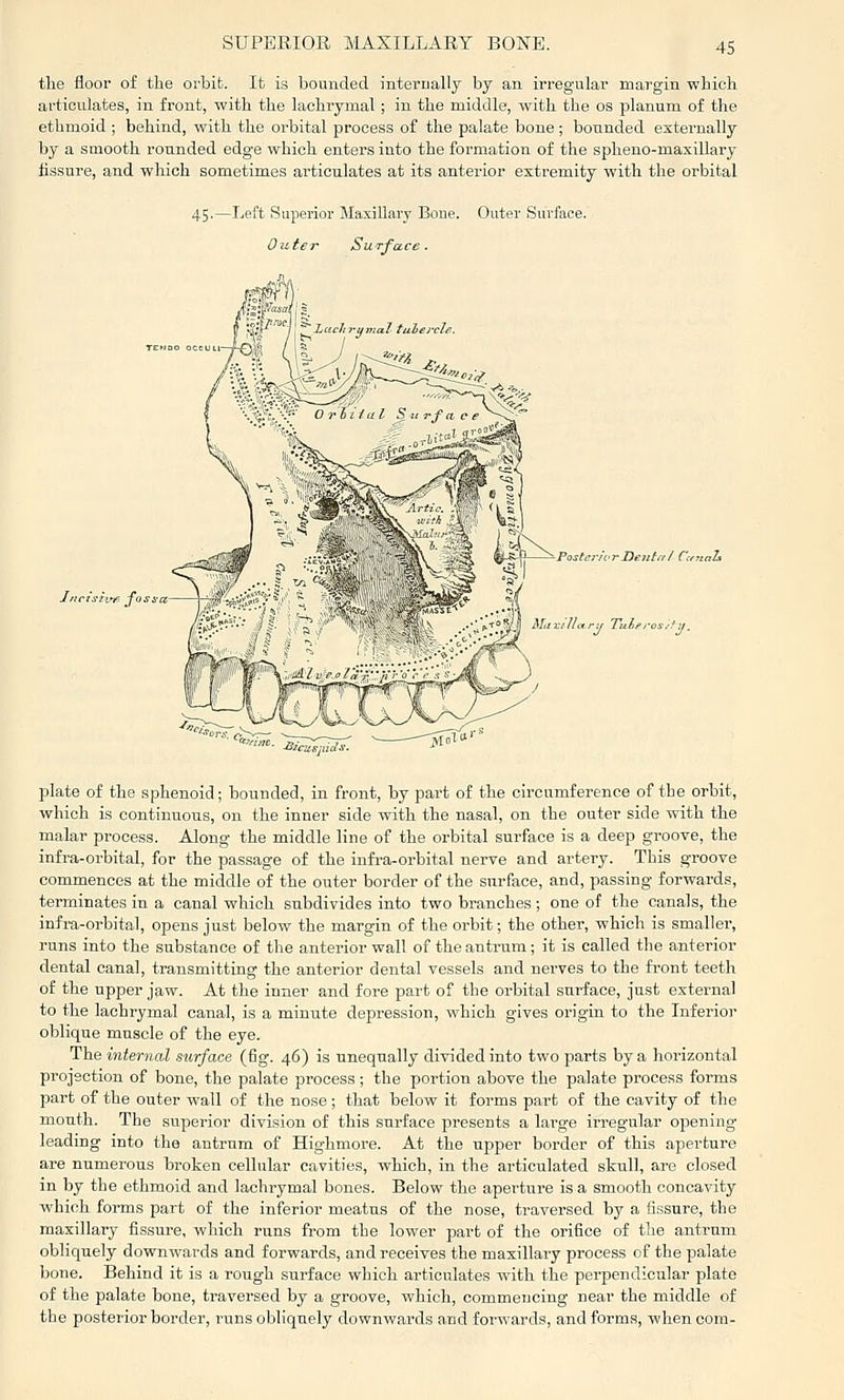 the floor of the orbit. It is bounded interually by an irregular margin which articulates, in front, with the lachrymal ; in the middle, with the os planum of the ethmoid ; behind, with the orbital process of the palate bone ; bounded esternally by a smooth rounded edge which enters into the formation of the spheno-maxillary fissure, and which sometimes articulates at its anterior extremity with the orbital 45.—Left Superior Maxillary Bone. Outer Surface. Outer SuTface. iw fo Postci-!orDental CcnaL M,ir.in«ri, Tulfi-c plate of the sphenoid; bounded, in front, by part of the circumference of the orbit, which is continuous, on the inner side with the nasal, on the outer side with the malar process. Along the middle line of the orbital surface is a deep groove, the infra-oi'bital, for the passage of the infi-a-orbital nerve and artery. This groove commences at the middle of the outer border of the surface, and, passing forwards, terminates in a canal which subdivides into two branches; one of the canals, the infra-orbital, opens just below the margin of the orbit; the other, which is smaller, runs into the substance of the anterior wall of the antrum; it is called the anterior dental canal, transmitting the anterior dental vessels and nerves to the front teeth of the upper jaw. At the inner and fore part of the orbital surface, just external to the lachrymal canal, is a minute depression, which gives origin to the Inferior oblique muscle of the eye. The internal surface (fig. 46) is unequally divided into two parts by a horizontal projection of bone, the palate process ; the portion above the palate process forms part of the outer wall of the nose; that below it forms part of the cavity of the month. The superior division of this surface presents a large ii'regnlar opening- leading into the antrum of Highmore. At the upper border of this aperture are numerous broken cellular cavities, which, in the articulated skull, are closed in by the ethmoid and lachrymal bones. Below the aperture is a smooth concavity which forms part of the inferior meatus of the nose, traversed by a fissure, the maxillary fissure, which runs from the lower part of the orifice of the antrum obliquely downwards and forwards, and receives the maxillary process of the palate bone. Behind it is a rough surface which articulates with the perpendicular plate of the palate bone, traversed by a groove, which, commencing near the middle of the posterior border, runs obliquely downwards a.nd forwards, and forms, when com-