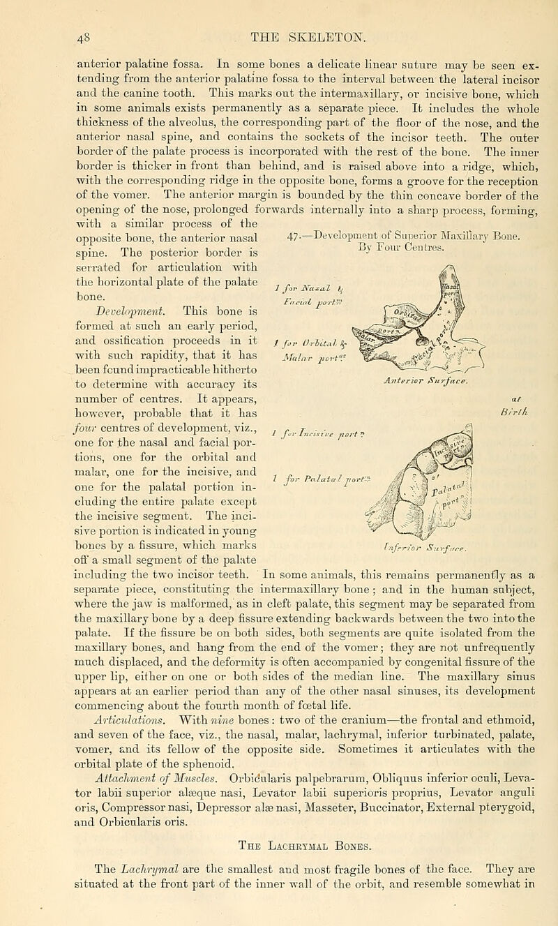 anterior palatine fossa. In some bones a delicate linear suture may be seen ex- tending from, the anterior palatine fossa to the interval between the lateral incisor and the canine tooth. This marks out the intermaxillary, or incisive bone, which in some animals exists permanently as a separate piece. It includes the whole thickness of the alveolus, the corresponding part of the floor of the nose, and the anterior nasal spine, and contains the sockets of the incisor teeth. The outer border of the palate process is incorporated with the rest of the bone. The inner border is thicker in front than behind, and is raised above into a ridge, which, with the corresponding ridge in the opjDosite bone, forms a groove for the reception of the vomer. The anterior margin is bounded by the thin concave border of the opening of the nose, prolonged forwards internally into a sharp process, forming, with a similar process of the 47.—Development of Superior Maxiriar3- Boue. By Four Centres. J forNa. F„AaL , I for OrbUal ff Anterior Surf an B/rik I p,-L,. I for Pnlaicl opposite bone, the anterior nasal spine. The posterior border is seiTated for articulation with the horizontal plate of the palate bone. Development. This bone is formed at such an early period, and ossification proceeds in it with such rapidity, that it has been found impracticable hitherto to determine with accuracy its number of centres. It appears, however, probable that it has four centres of development, viz., one for the nasal and facial por- tions, one for the orbital and malar, one for the incisive, and one for the palatal portion in- cluding the entire palate except the incisive segment. The inci- sive portion is indicated in young bones by a iissure, which marks oft' a small segment of the palate including the two incisor teeth. In some animals, this remains permanently as a separate piece, constituting the intermaxillary bone ; and in the human subject, where the jaw is malformed, as in cleft palate, this segment may be separated from the maxillary bone by a deep fissure extending backwards between the two into the palate. If the fissure be on both sides, both segments are quite isolated from the maxillary bones, and hang from the end of the vomer; they are not unf requently much displaced, and the deformity is often accompanied by congenital fisstire of the upper lip, either on one or both sides of the median line. The maxillary sinus appears at an earlier period than any of the other nasal sinuses, its development commencing about the fourth month of foetal life. Articulations. With nine bones : two of the cranium—the frontal and ethmoid, and seven of the face, viz., the nasal, malar, lachrymal, inferior turbinated, palate, vomer, and its fellow of the opposite side. Sometimes it articulates with the orbital plate of the sphenoid. Attachment of Muscles. Orbidularis palpebrarum, Obliquus inferior oculi. Leva- tor labii superior alasque nasi. Levator labii superioris proprius, Levator anguli oris, Compressor nasi. Depressor alee nasi, Masseter, Buccinator, External pterygoid, and Orbicularis oris. The Lachktmal Bones. The Lachrymal are the smallest and most fragile bones of the face. They are situated at the front part of the inner wall of the orbit, and resemble somewhat in