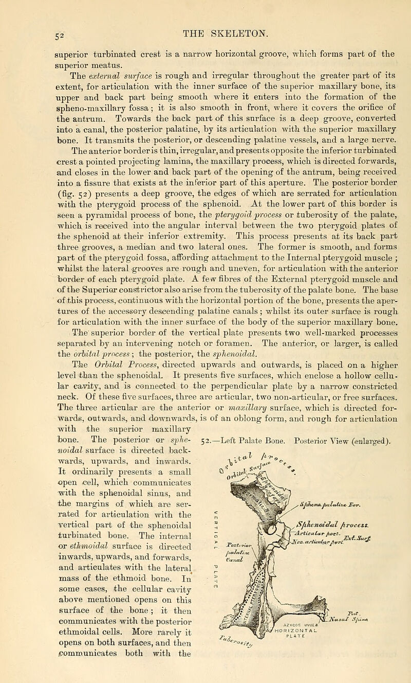 superior turbinated crest is a narrow horizontal groove, wliicli forms part of tlie superior meatus. The external surface is rough and irregular throughout the greater part of its extent, for articulation -with the inner surface of the superior maxUlary bone, its Tipper and back part being smooth where it enters into the formation of the spheno-maxillary fossa ; it is also smooth in front, where it covers the orifice of the antrum. Towards the back part of this surface is a deep groove, converted into a canal, the posterior palatine, by its articulation with the superior maxillary bone. It transmits the posterior, or descending palatine vessels, and a large nerve. The anterior border is thin, irregular, and presents opposite the inferior turbinated crest a pointed projecting lamina, the maxillary process, which is directed forwards, and closes in the lower and back part of the opening of the antrum, being received into a fissure that exists at the inferior part of this aperture. The posterior border (fig. 52) presents a deep groove, the edges of which are serrated for articulation with the pterygoid process of the sphenoid. At the lower part of this border is seen a pyramidal process of bone, the pterygoid process or tuberosity of the palate, which is received into the angular interval between the two pterygoid plates of the sphenoid at their inferior extremity. This process presents at its back part three grooves, a median and two lateral ones. The former is smooth, and forms part of the pterygoid fossa, affording attachment to the Internal pterygoid muscle ; whilst the lateral grooves are rough and uneven, for articulation with the anterior border of each pterygoid plate. A few fibres of the External pterygoid muscle and of the Superior constrictor also arise from the tuberosity of the palate bone. The base of this process, continuous with the horizontal portion of the bone, presents the aper- tures of the accessory descending palatine canals ; whilst its outer surface is rough for articulation with the inner sui-face of the body of the superior maxillary bone. The superior border of the vertical plate presents two well-marked processes separated by an intervening notch or foramen. The anterior, or larger, is called the orhital process ; the posterior, the sphenoidal. The Orhital Process, dii-ected upwards and outwards, is placed on a higher level than the sphenoidaL It presents five surfaces, which enclose a hollow cellu- lar ea.vity, and is connected to the perpendicular plate by a narrow constricted neck. Of these five surfaces, three are articular, two non-articular, or free surfaces. The three articular are the anterior or maxillary surface, which is directed for- ward*, outwards, and downwards, is of an oblong form, and rough for ai-ticulation with the superior maxillary bone. The posterior or sphe- 52.—Left Palate Bone. Posterior View (eHlarged). iioidal surface is directed back- . wards, upwards, and inwards. •, it* It ordinarily presents a small open cell, which communicates with the sphenoidal sinus, and tthe margins of which are ser- rated for articulation with the vertical part of the sphenoidal turbinated bone. The internal or ethmoidal surface is directed inwards, upwards, and forwards, and articulates with the lateral mass of the ethmoid bone. In some cases, the cellular cavity above mentioned opens on this surface of the bone ; it then communicates with the posterior ethmoidal cells. More rarely it opens on both surfaces, and then jeommnnicates both with the ,]7:ci.SurJ