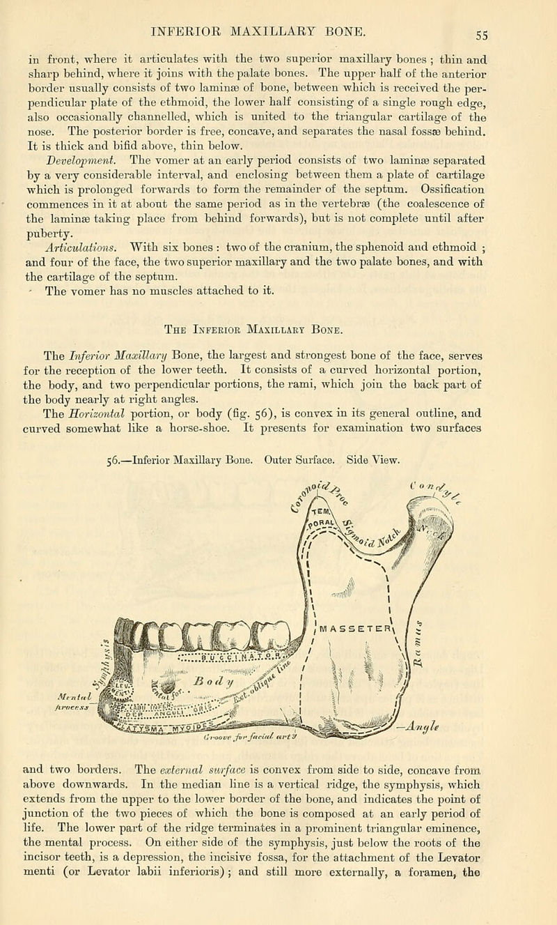 in front, where it articulates with the two superior maxillary bones ; thin and sharp behind, where it joins with the palate bones. The upper half of the anterior border usually consists of two laminse of bone, between which is received the per- pendicular plate of the ethmoid, the lower half consisting of a single rough edge, also occasionally channelled, which is united to the triangular cartilage of the nose. The posterior border is free, concave, and separates the nasal fossse behind. It is thick and bifid above, thin below. Development. The vomer at an early period consists of two laminee separated by a very considerable interval, and enclosing between them a plate of cartilage which is prolonged forwards to form the remainder of the septum. Ossification commences in it at about the same period as in the vertebrse (the coalescence of the lamiuffi taking place from behind forwards), but is not complete until after puberty. Articulations. With six bones : two of the cranium, the sphenoid and ethmoid ; and four of the face, the two superior maxillary and the two palate bones, and with the cartdage of the septum. - The vomer has no muscles attached to it. The Inferior Maxillary Bone. The Inferior Maxillary Bone, the largest and strongest bone of the face, serves for the reception of the lower teeth. It consists of a curved horizontal portion, the body, and two perpendicular portions, the rami, which join the back part of the body nearly at right angles. The Horizontal portion, or body (fig. 56), is convex in its general outline, and curved somewhat like a horse-shoe. It presents for examination two surfaces 56.—Inferior Maxillary Bone. Outer Surface. Side View. and two borders. The external surface is convex from side to side, concave from above downwards. In the median line is a vertical ridge, the symphysis, which extends from the upper to the lower border of the bone, and indicates the point of junction of the two pieces of which the bone is composed at an early period of life. The lower part of the ridge terminates in a prominent triangular eminence, the mental process. On either side of the symphysis, just below the roots of the incisor teeth, is a depression, the incisive fossa, for the attachment of the Levator menti (or Levator labii inferioris) ; and still more externally, a foramen, the