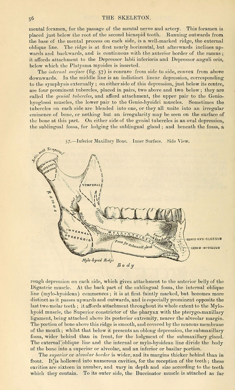 S6 mental foramen, for the passage of the mental nerve and artei'jr. This foramen is placed just below the root of the second bicuspid tooth. Running outwards from the base of the mental process on each side, is a well-marked ridge, the external oblique line. The ridge is at first nearly horizontal, but afterwards inclines up- wards and backwards, and is continuous with the anterior border of the ramus ; it affords attachment to the Depressor labii inferioris and Depressor anguli oris, below wliich the Platysma myoides is inserted. The internal surface (fig. 57) is concave from side to side, convex from above downwards. In the middle line is an indistinct linear depression, corresponding to the symphysis externally ; on either side of this depression, just below its centre, are four prominent tubercles, placed in pairs, two above and two below ; they are called the genial tiilercles, and afford attachment, the upper pair to the Genio- hyoglossi muscles, the lower pair to the Genio-hyoidei muscles. Sometimes the tubercles on each side are blended into one, or they all unite into an irregular eminence of bone, or nothing but an irregularity may be seen on the surface of the bone at this part. On either side of the genial tubercles is an oval depression, the sublingual fossa, for lodging the sublingual gland ; and beneath the fossa, a 57.—Inferior Maxillary Bone, Inner Surface. Side View. CCHIO-HVO-CLOSSUS XNiO-MfalOZtdS MijUi'liyoii^ Rid^i Bo di rough depression on each side, which gives attachment to the anterior belly of the Digastric muscle. At the back part of the sublingual fossa, the internal oblique line (mylo-byoidean) commences ; it is at first faintly marked, but becomes more distinct as it passes upwards and outwards, and is especially prominent opposite the last two molar teeth ; it affords attachment throughout its whole extent to the Mylo- hyoid muscle, the Superior constrictor of the pharynx with the pterygo-maxillary ligament, being attached above its posterior extremity, nearer the alveolar margin. The portion of bone above this ridge is smooth, and covered by the mucous membrane of the mouth ; whilst that below it presents an oblong depression, the submaxillary fossa, wider behind than in front, for the lodgment of the submaxillary gland. The externar^oblique line and the internal or mylo-hyoidean line divide the body of the bone into a superior or alveolar, and an inferior or basilar portion. The superior or alveolar border is wider, and its margins thicker behind than in front. It!is hollowed into numerous cavities, for the reception of the teeth ; these cavities are sixteen in number, and vary in depth and size according to the teeth which they contain. To its outer side, the Buccinator muscle is attached as far